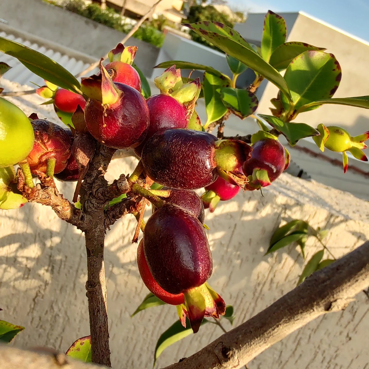 Guapijuim (Eugenia sclerocalyx) -  1 fresh seed / 1 frischer Samen