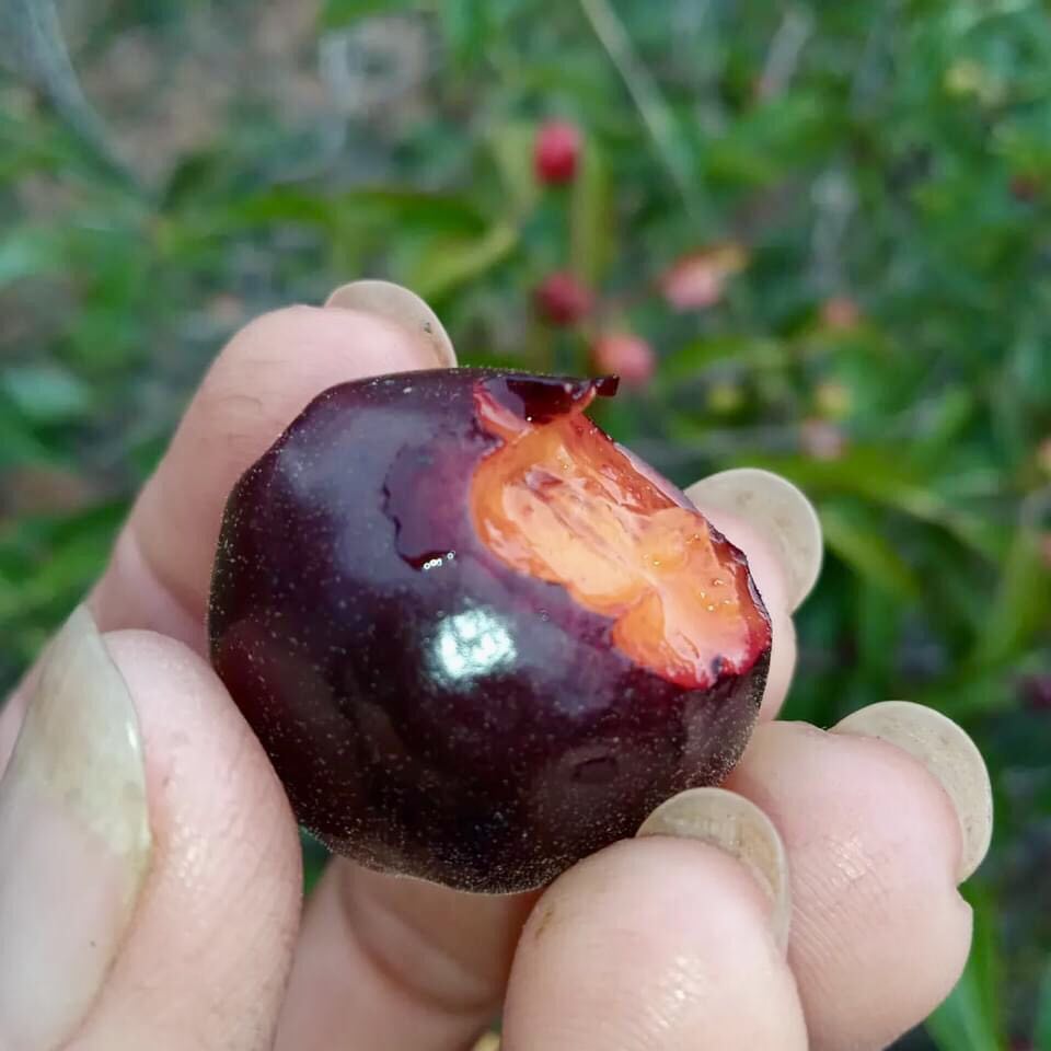 Eugenia sp Jandira - 1 germinated seed / 1 gekeimter Samen