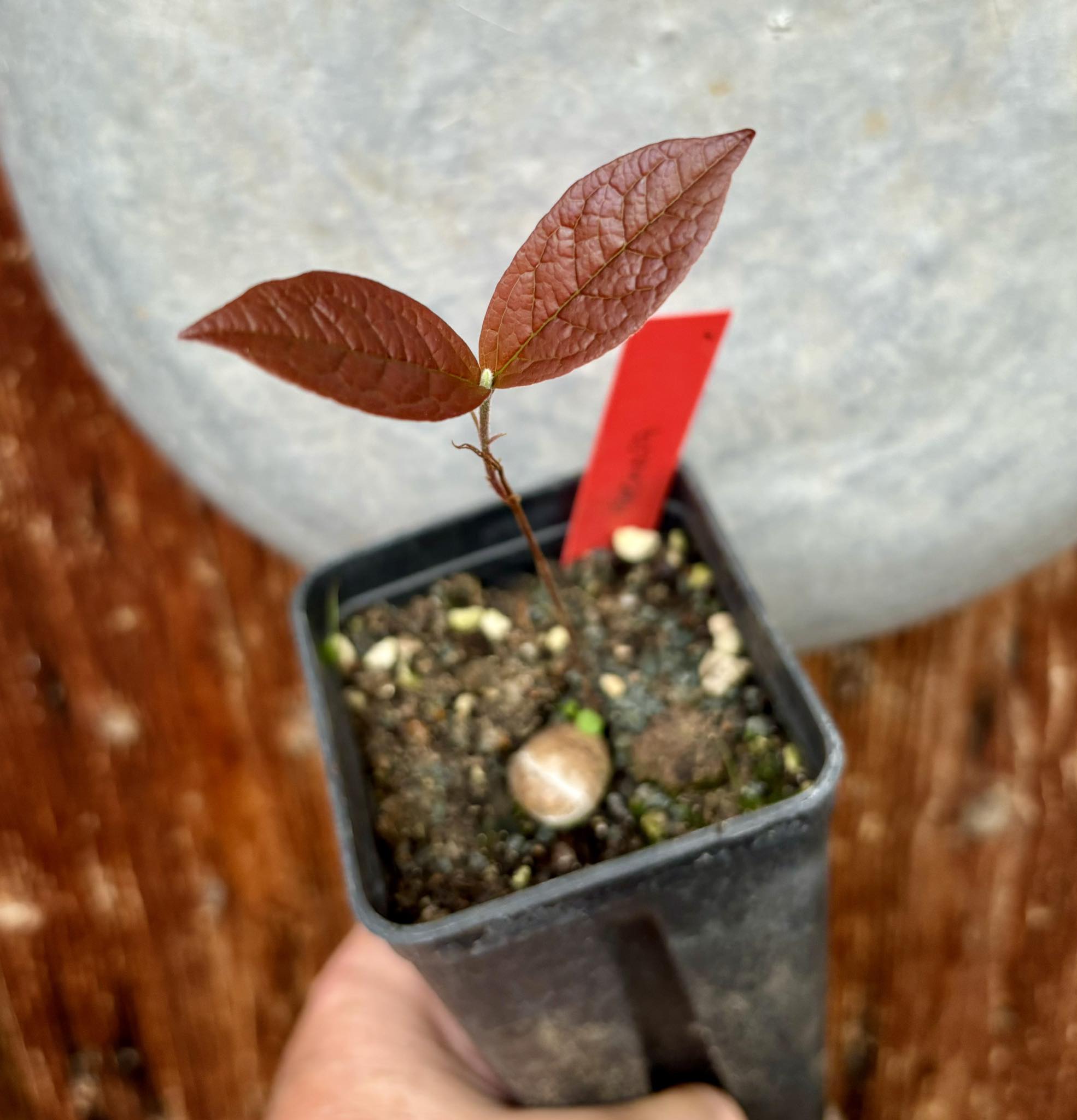 Eugenia arenosa -  1 potted seedling / 1 getopfter Sämling
