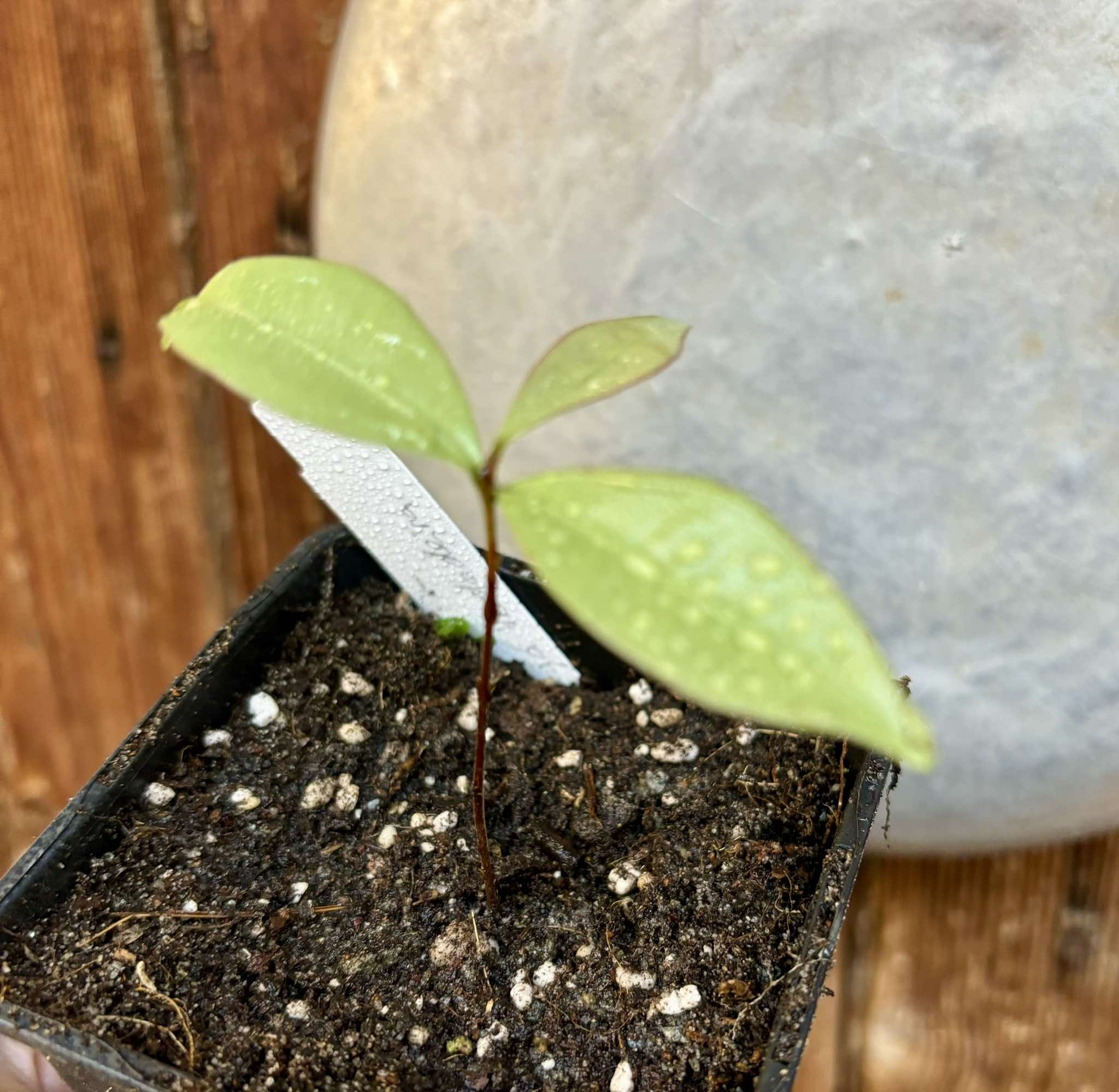 Eugenia sp Batinga Verdadeira -  1 potted plant / 1 getopfte Pflanze