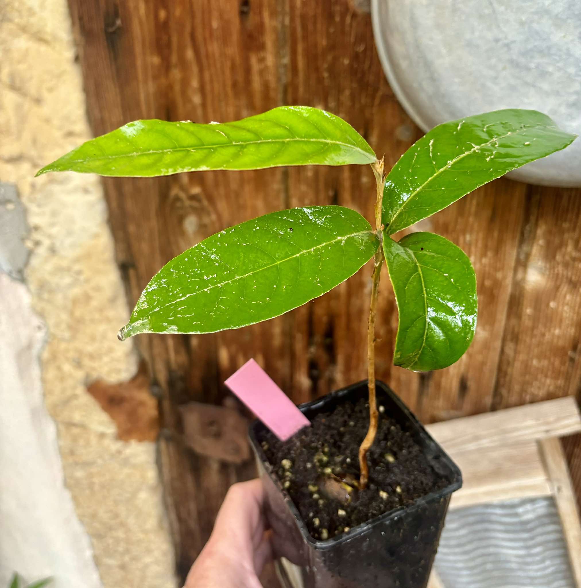 Couepia polyandra - Olosapo - 1 potted seedling / 1 getopfter Sämling