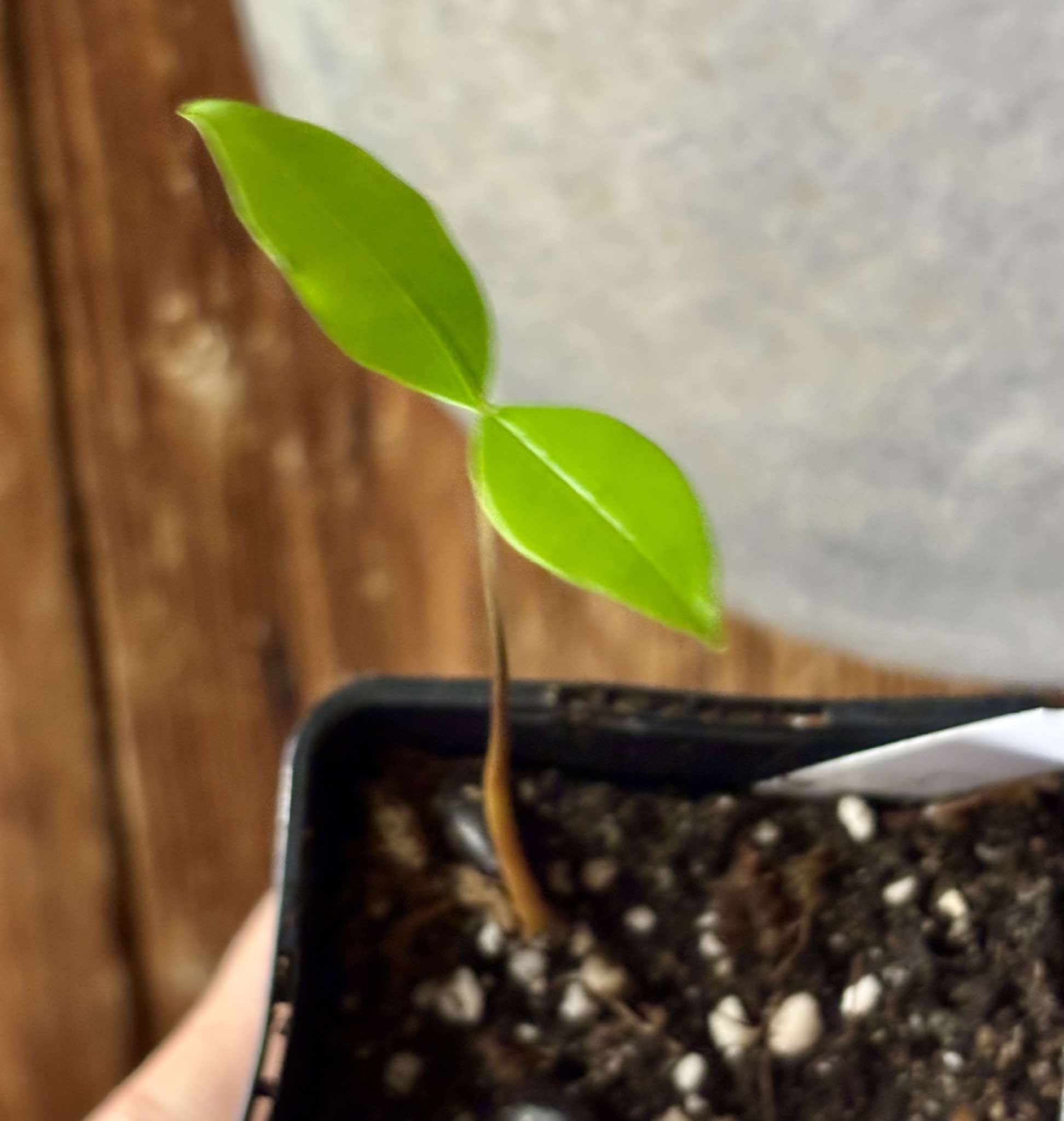 Duguetia lanceolata - Pindaiba - 1 small potted seedling / 1 kleiner, getopfter Sämling