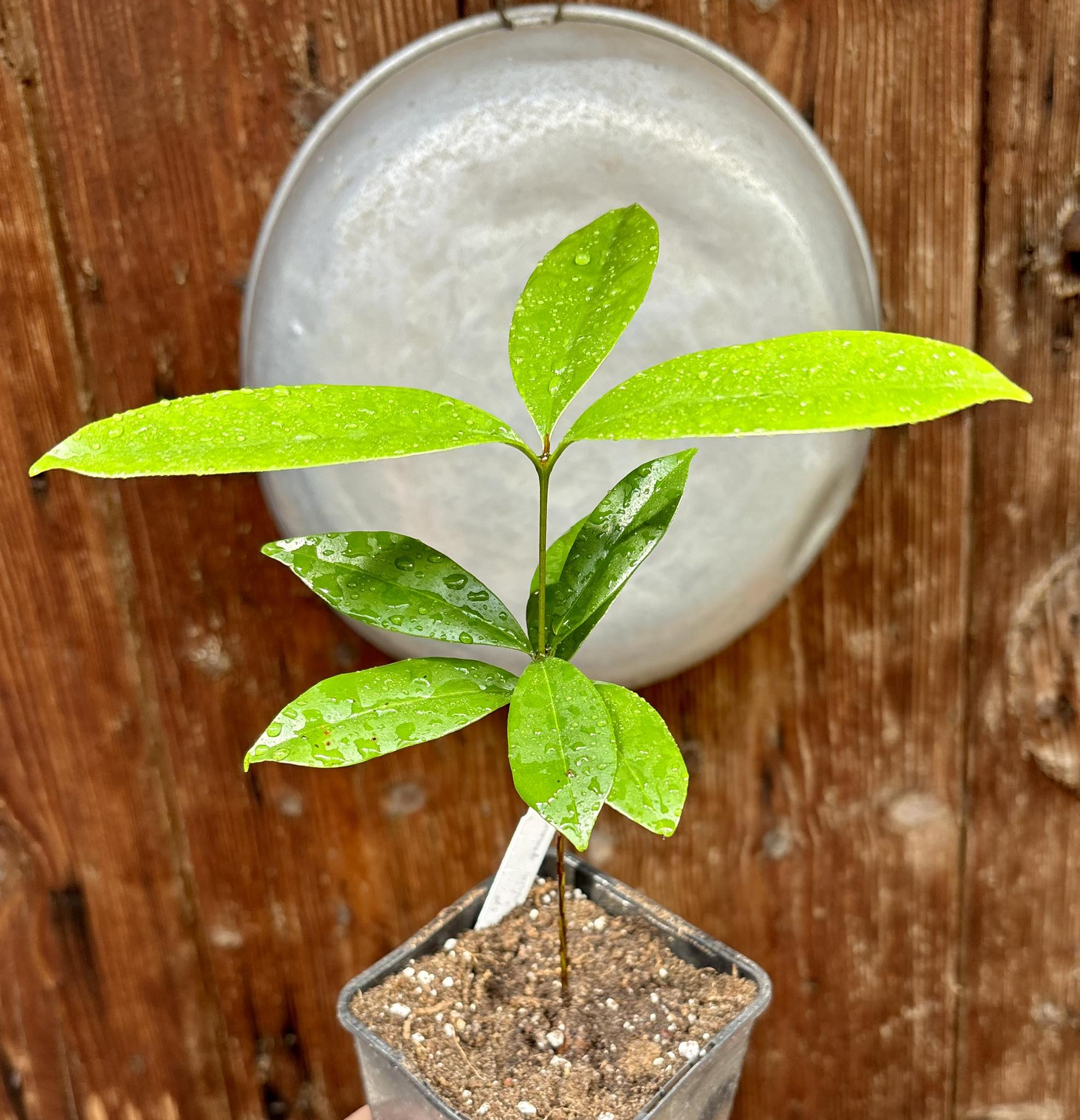 Eugenia sp Cereja Grande da Bahia - 1 potted plant / 1 getopfte Pflanze