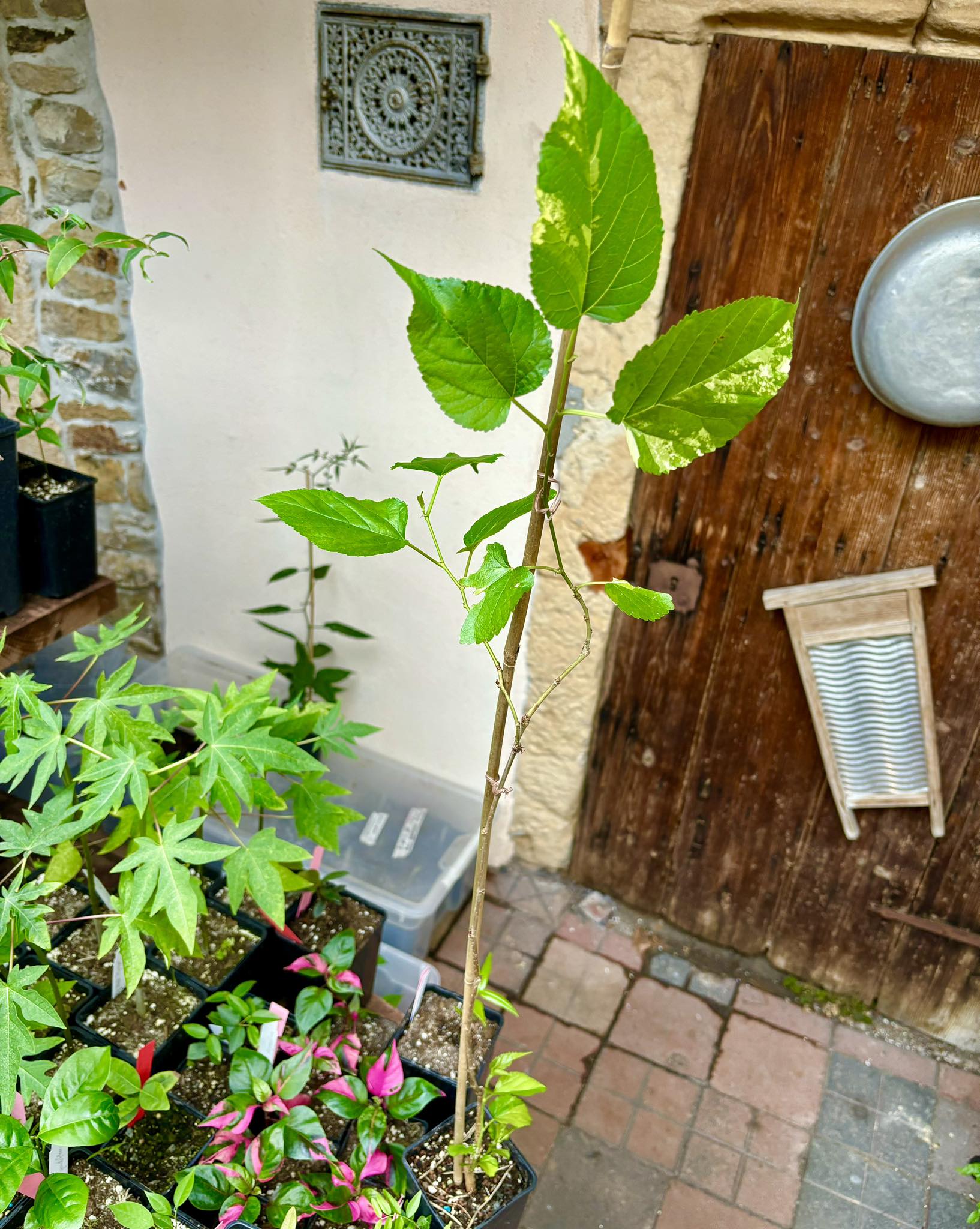 Mulberry (Morus alba)  VARIEGATED - 1 potted plant / 1 getopfte Pflanze