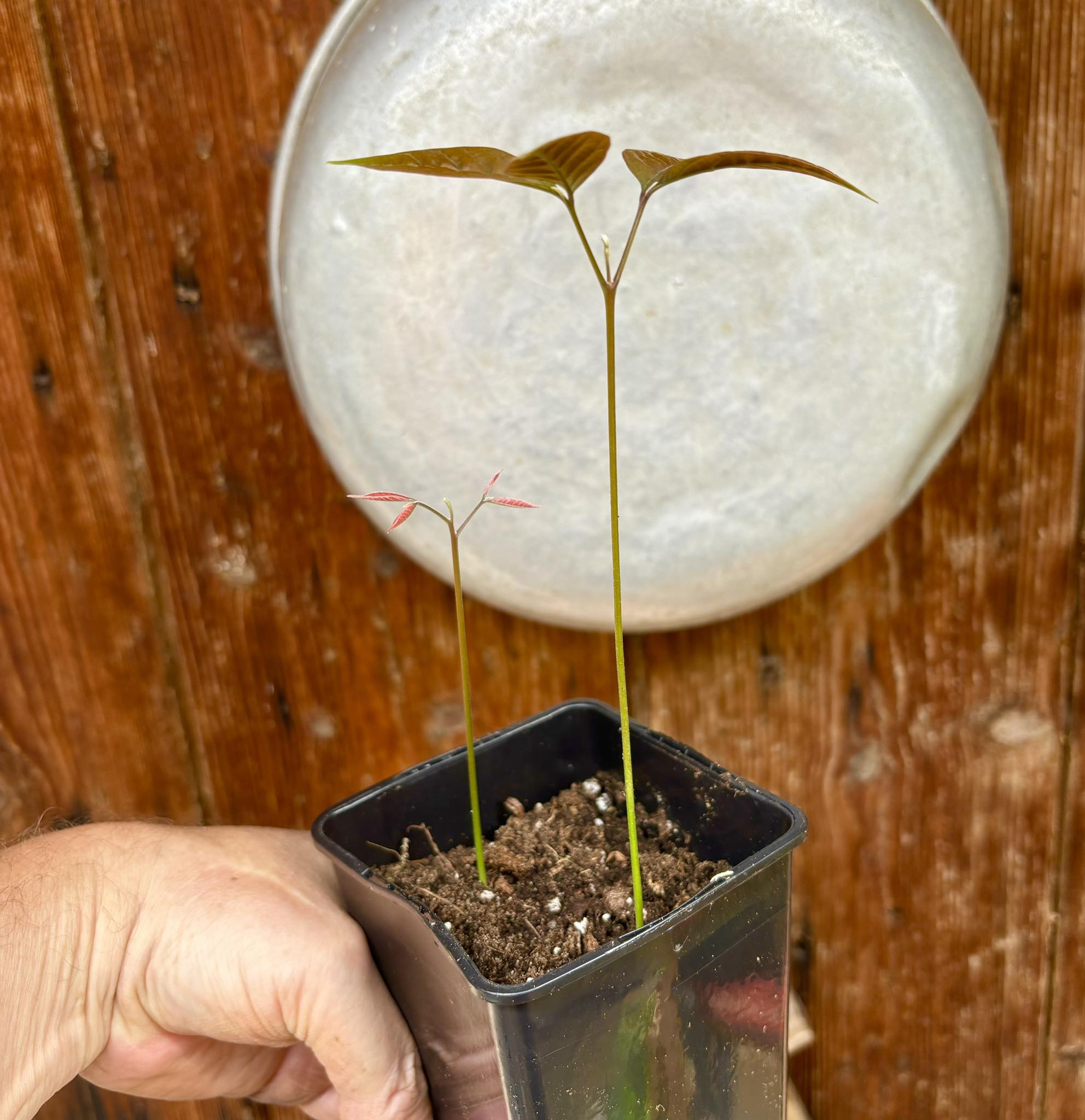 Nephelium lappaceum - Rambutan - 1 potted plant / 1 getopfte Pflanze