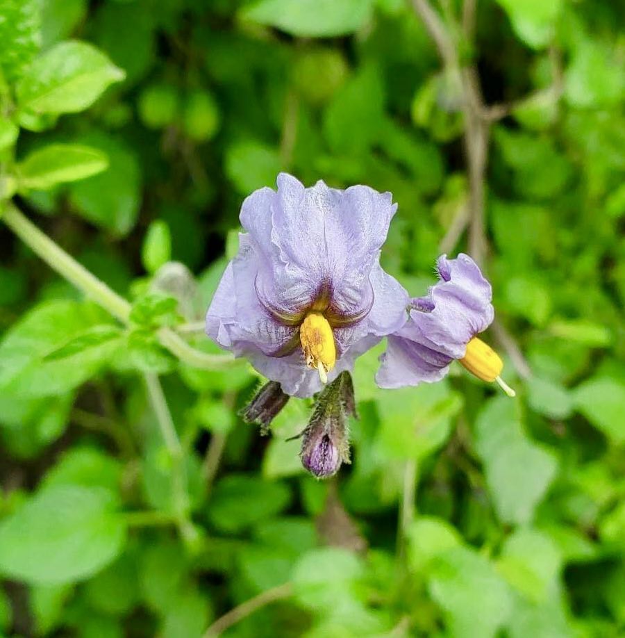 Tzimbalo Wild (Solanum sp) - 1 potted plant / 1 getopfte Pflanze