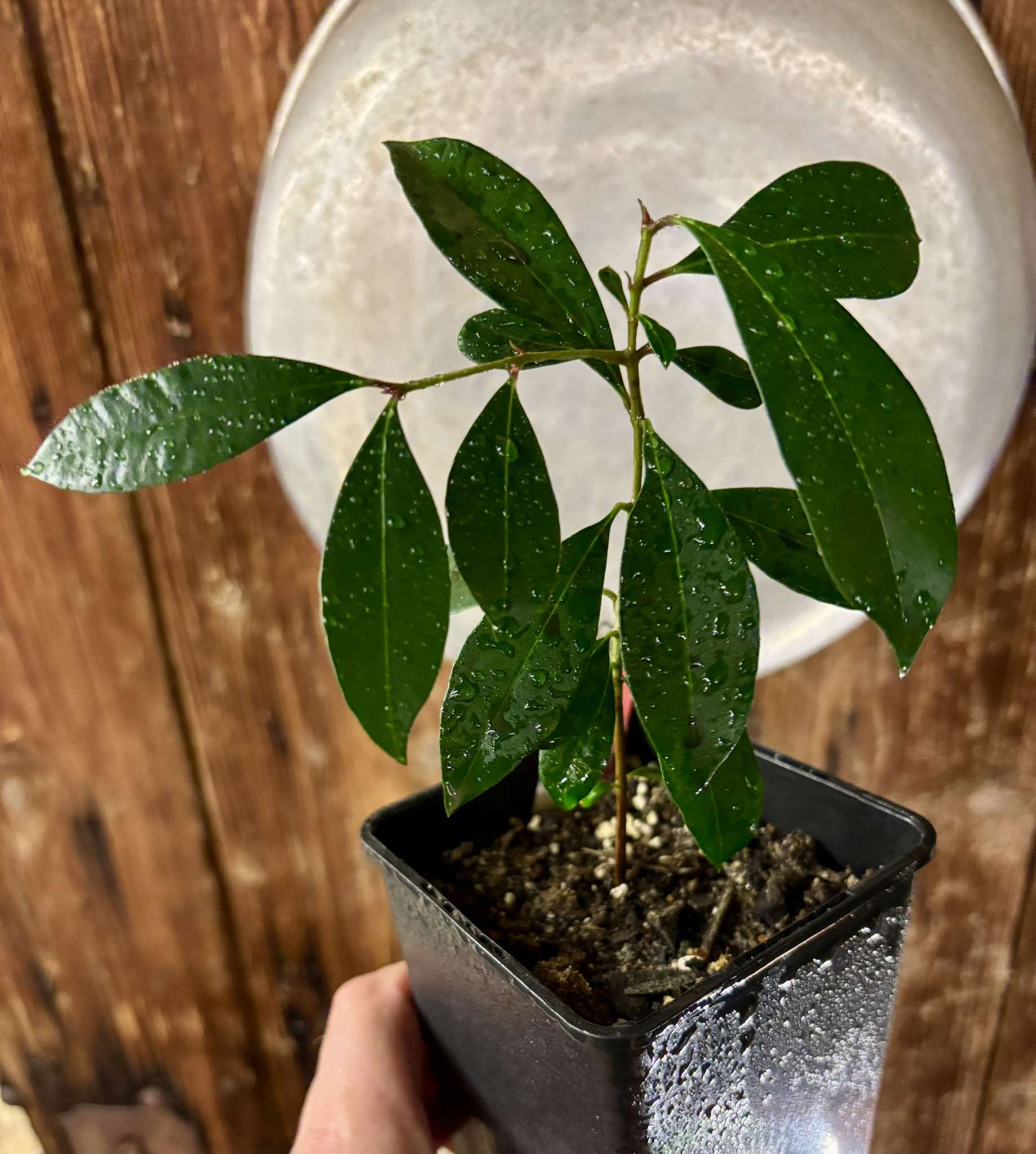 Syzygium oleosum - Blue Lilly Pilly - 1 potted plant / 1 getopfte Pflanze