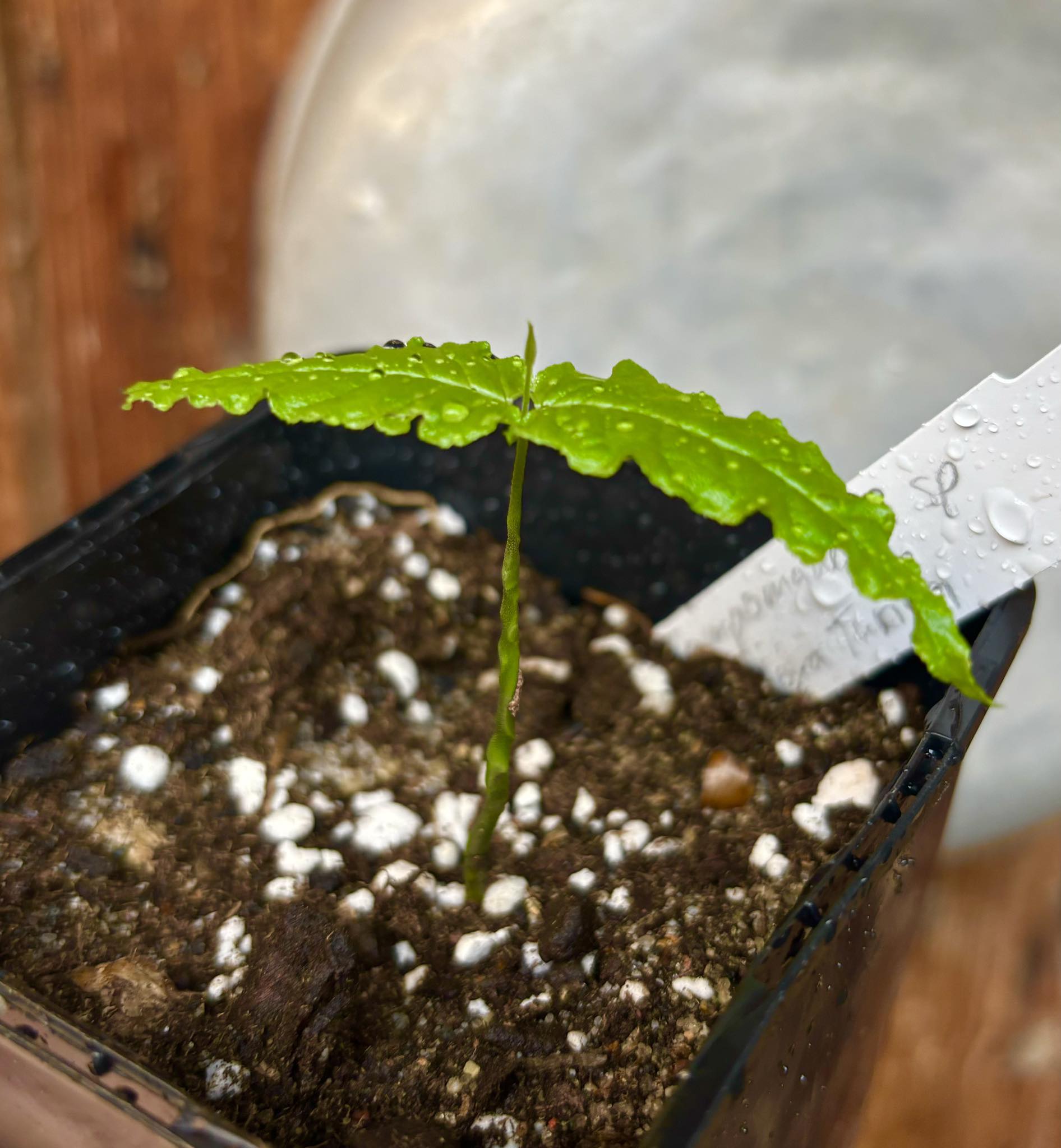 Campomanesia sp Roxa Turiba - 1 small potted seedling / 1 kleiner, getopfter Sämling