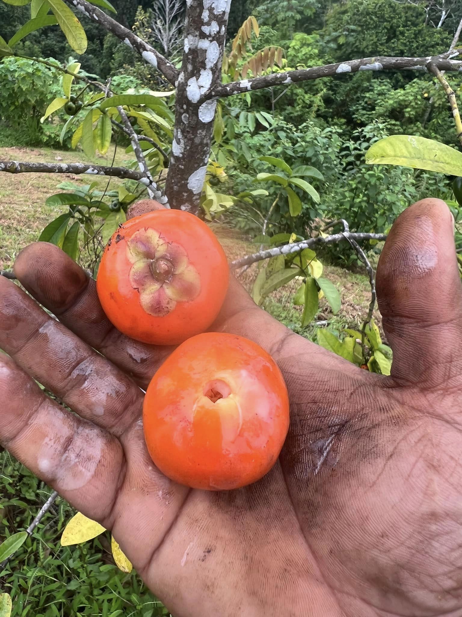 Button Mangosteen - Cherapu (Garcinia prainiana) - 3 fresh seeds / 3 frische Samen