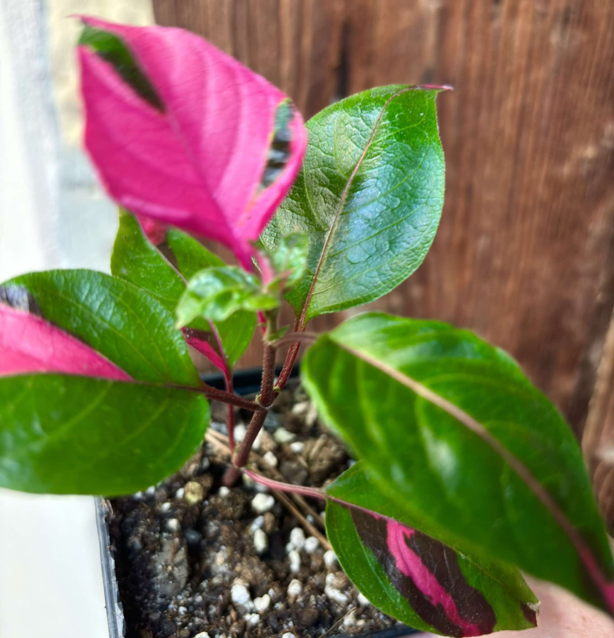 Alternanthera ficoidea - Party Time - 1 potted plant / 1 getopfte Pflanze