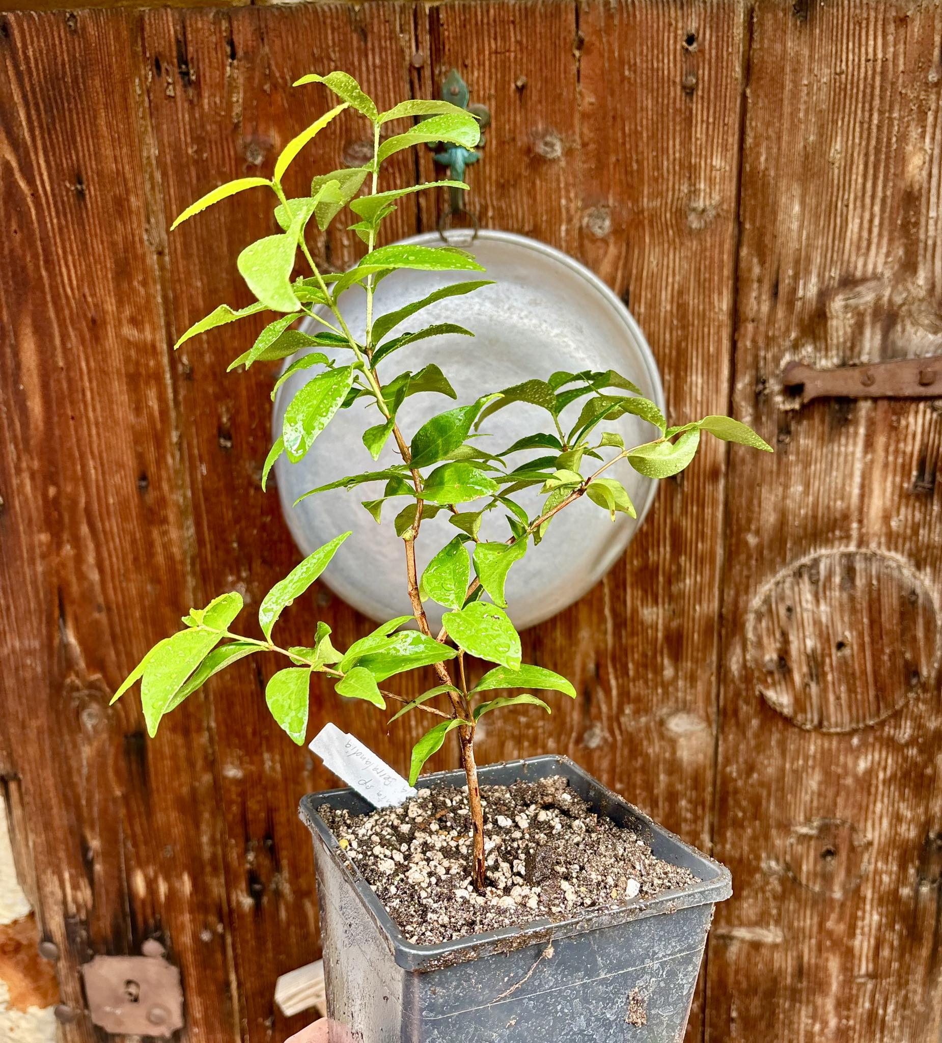 Eugenia sp Laranja Serralandia - 1 potted plant / 1 getopfte Pflanze