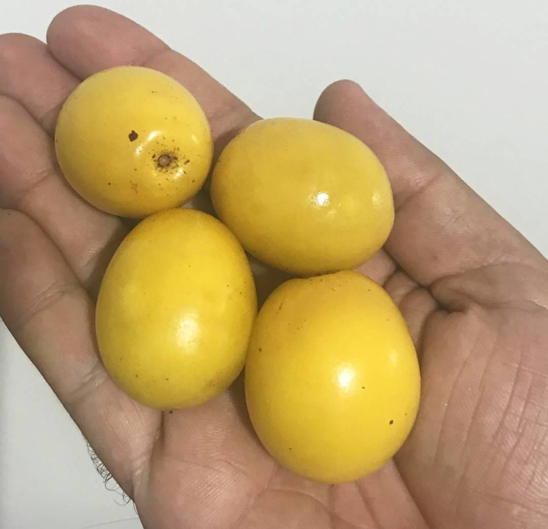 Ximenia americana - Ameixa da Caatinga - 3 fresh seeds/ 3 frischer Samen