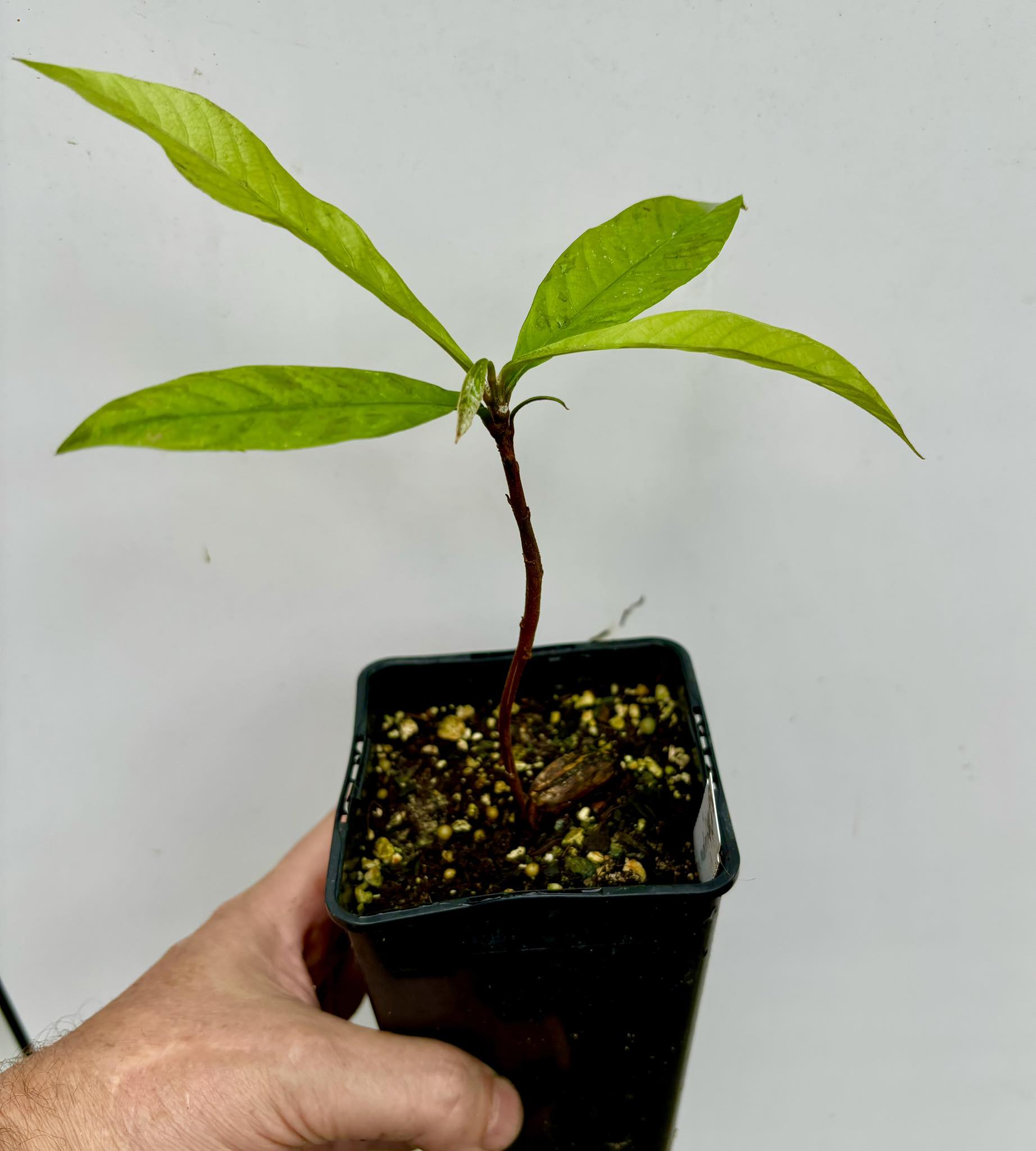 Coite de Leite (Pouteria nordestinensis) 1 potted plant / 1 getopfte Pflanze