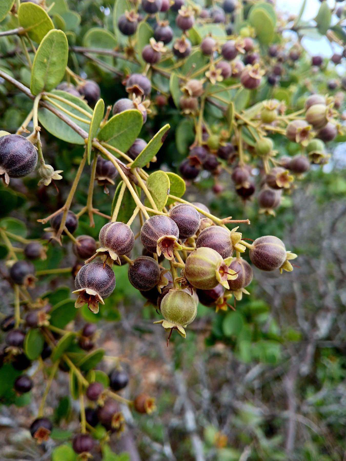 Bico Doce (Algrizea macrochlamys) -  3 fresh seed / 3 frische Samen 