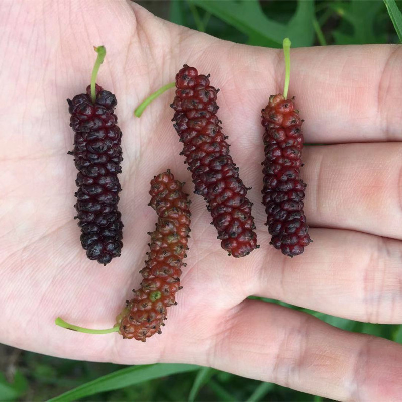 Mulberry Chicken Claw (Morus trilobata)  - 1 potted plant / 1 getopfte Pflanze