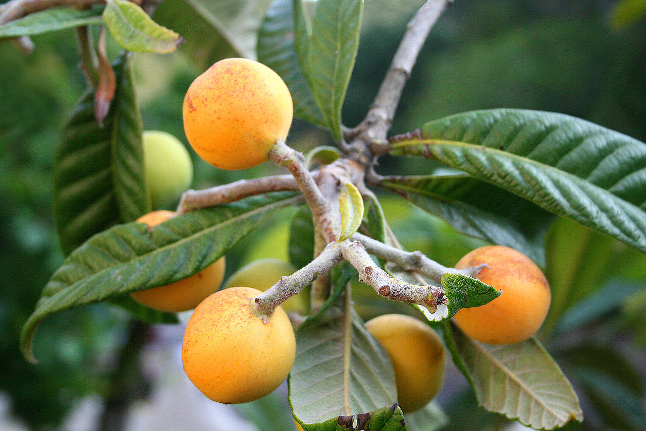 Eriobotrya japonica - Wollmispel - Loquat - 1 fresh seed / 1 frischer Samen