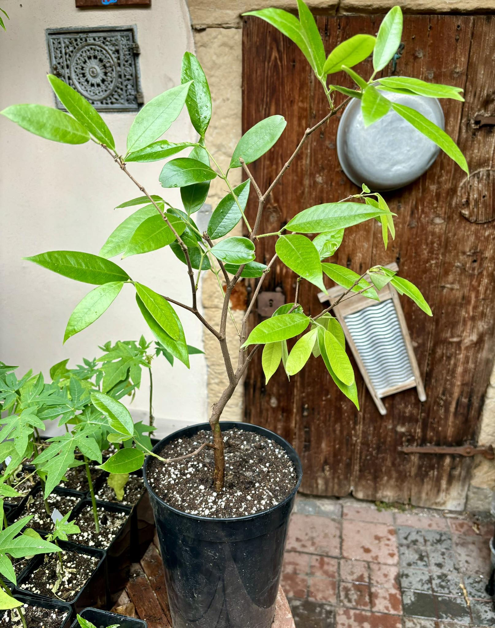 Cambuca (Plinia edulis) - 1 potted plant / 1 getopfte Pflanze