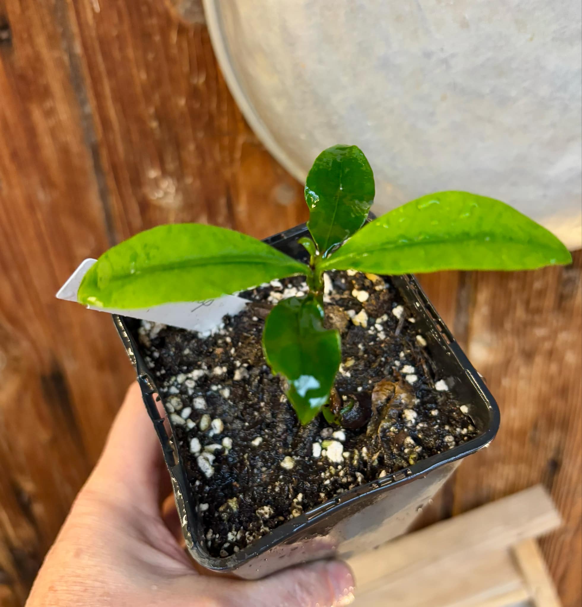 Lemon Drop Mangosteen (Garcinia intermedia) - 1 small potted plant / 1 kleine, getopfte Pflanze