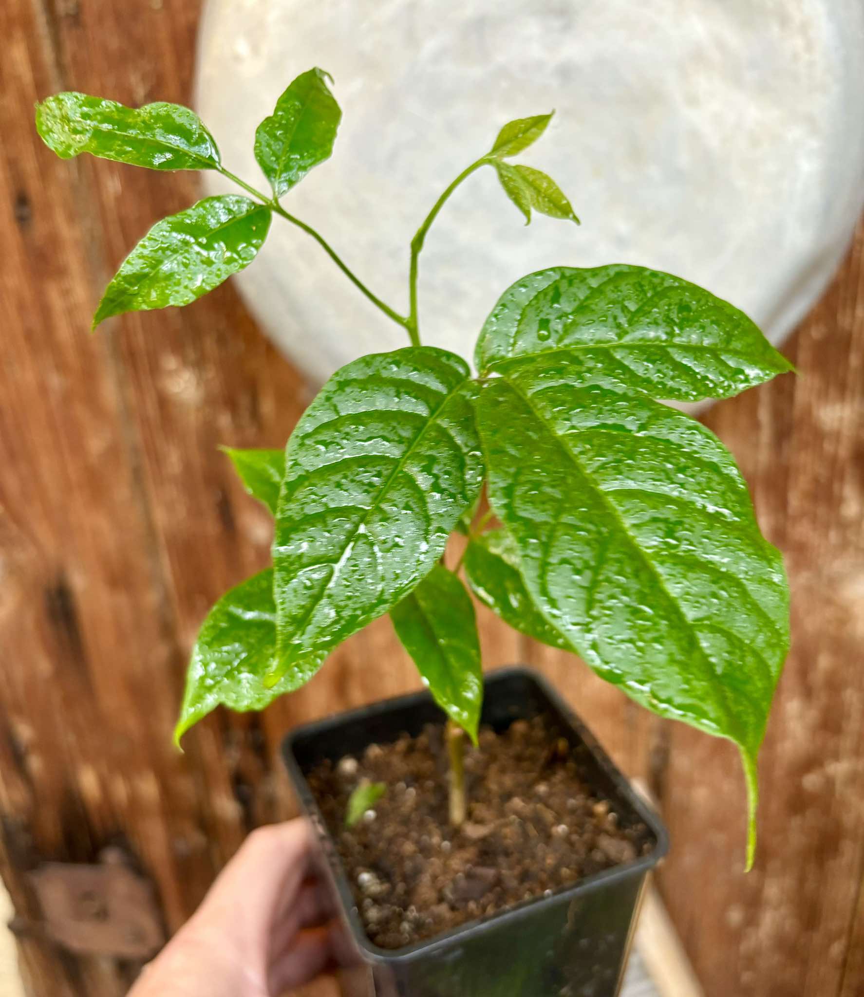 Santol (Sandoricum koetjape)  - 1 potted plant / 1 getopfte Pflanze