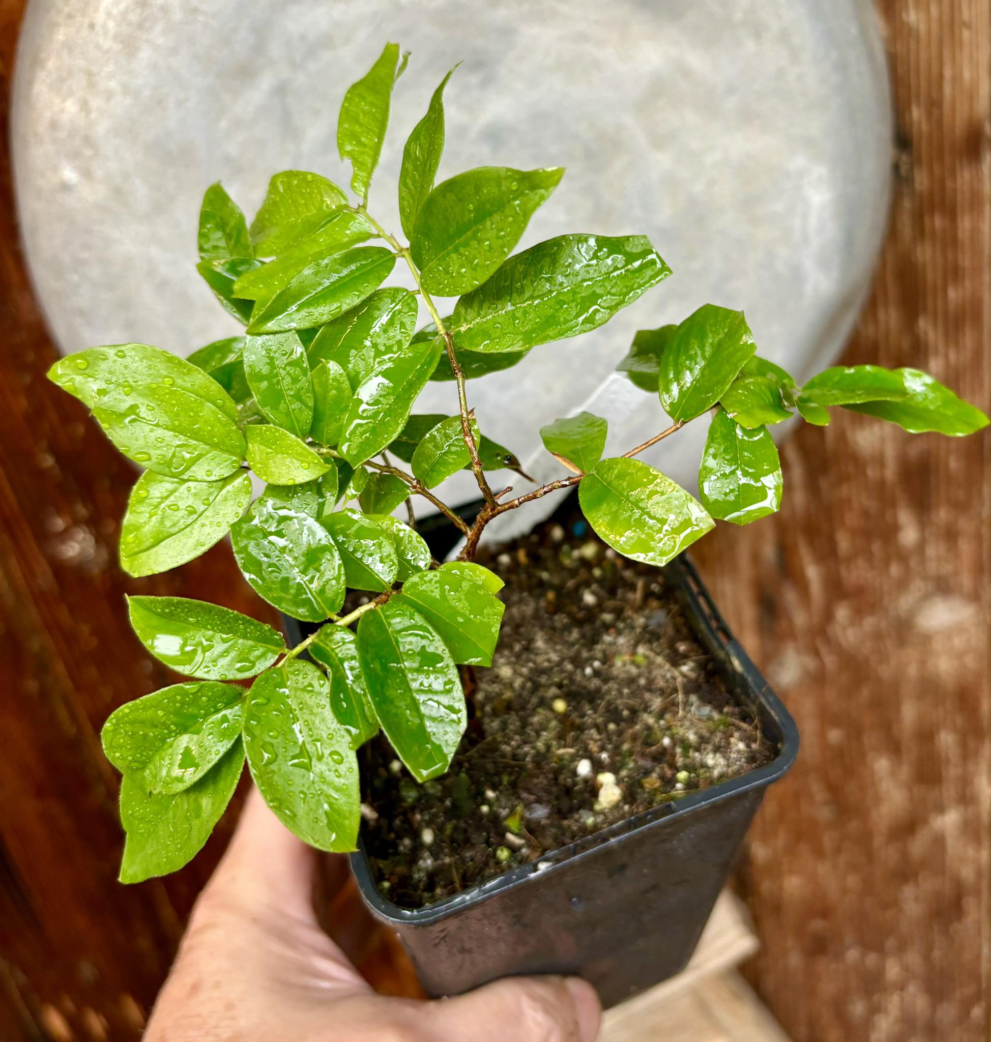 Red Hybrid Jaboticaba (Plinia cauliflora x aureana) - 1 potted plant / 1 getopfte Pflanze