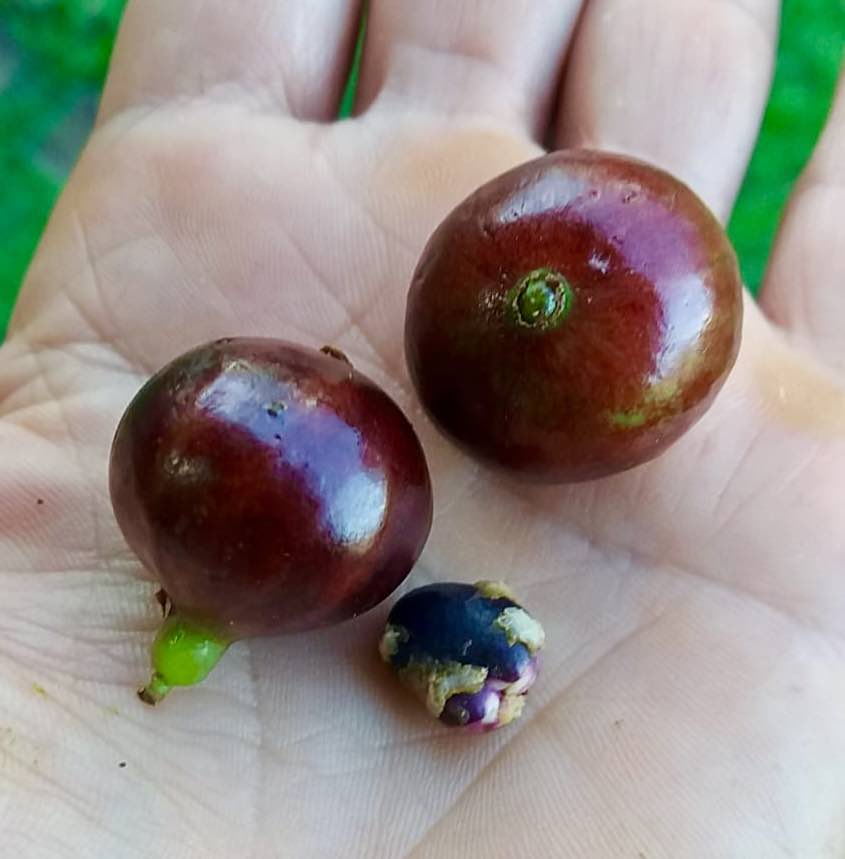 last 6 seeds - Plinia sp Ibirapitanga -  1 germinated seed / 1 gekeimter Samen