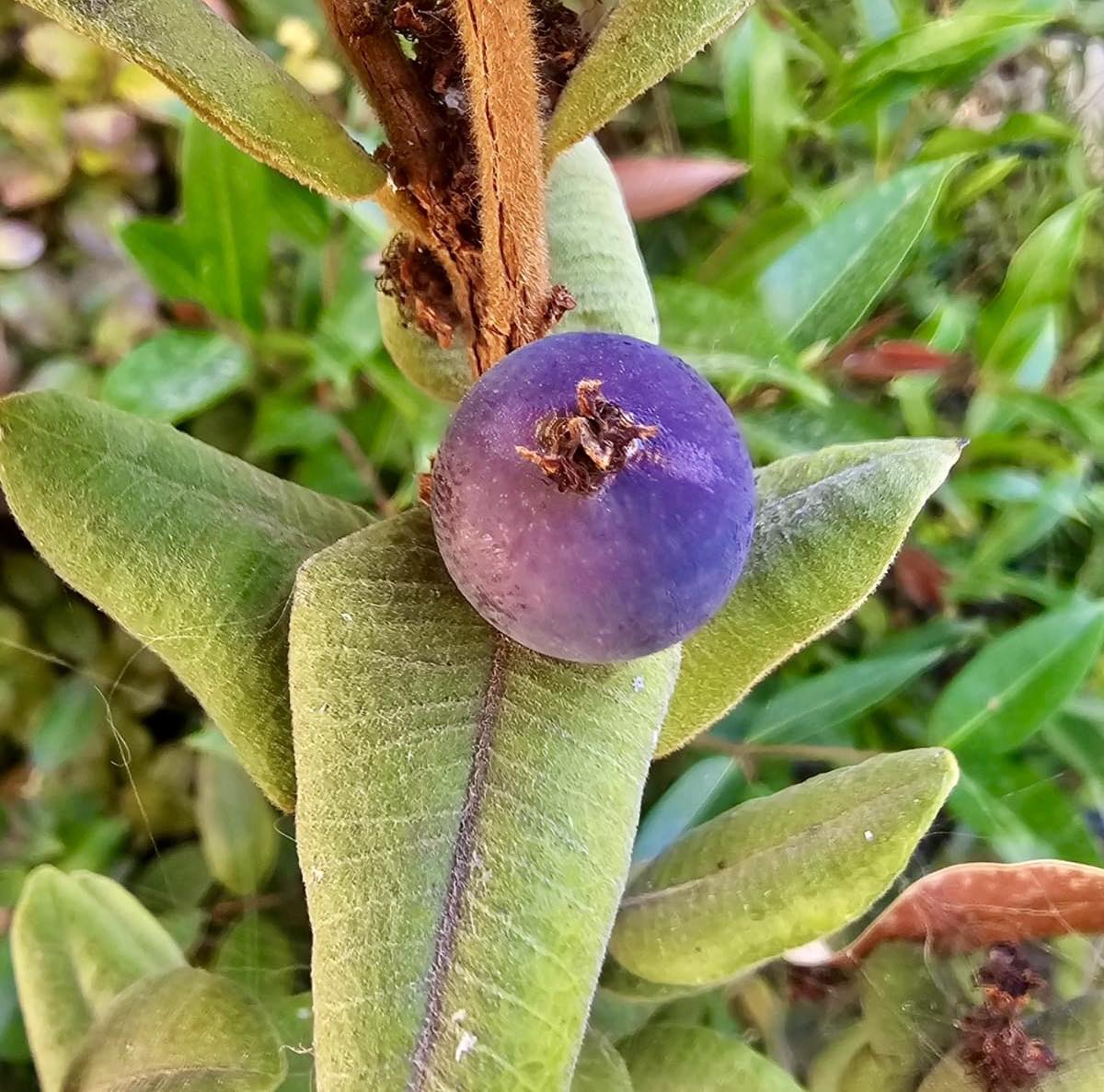 Myrciaria caerulescens (Roxa - Blue Guaquiea) -  1 fresh seed  / 1 frischer Samen