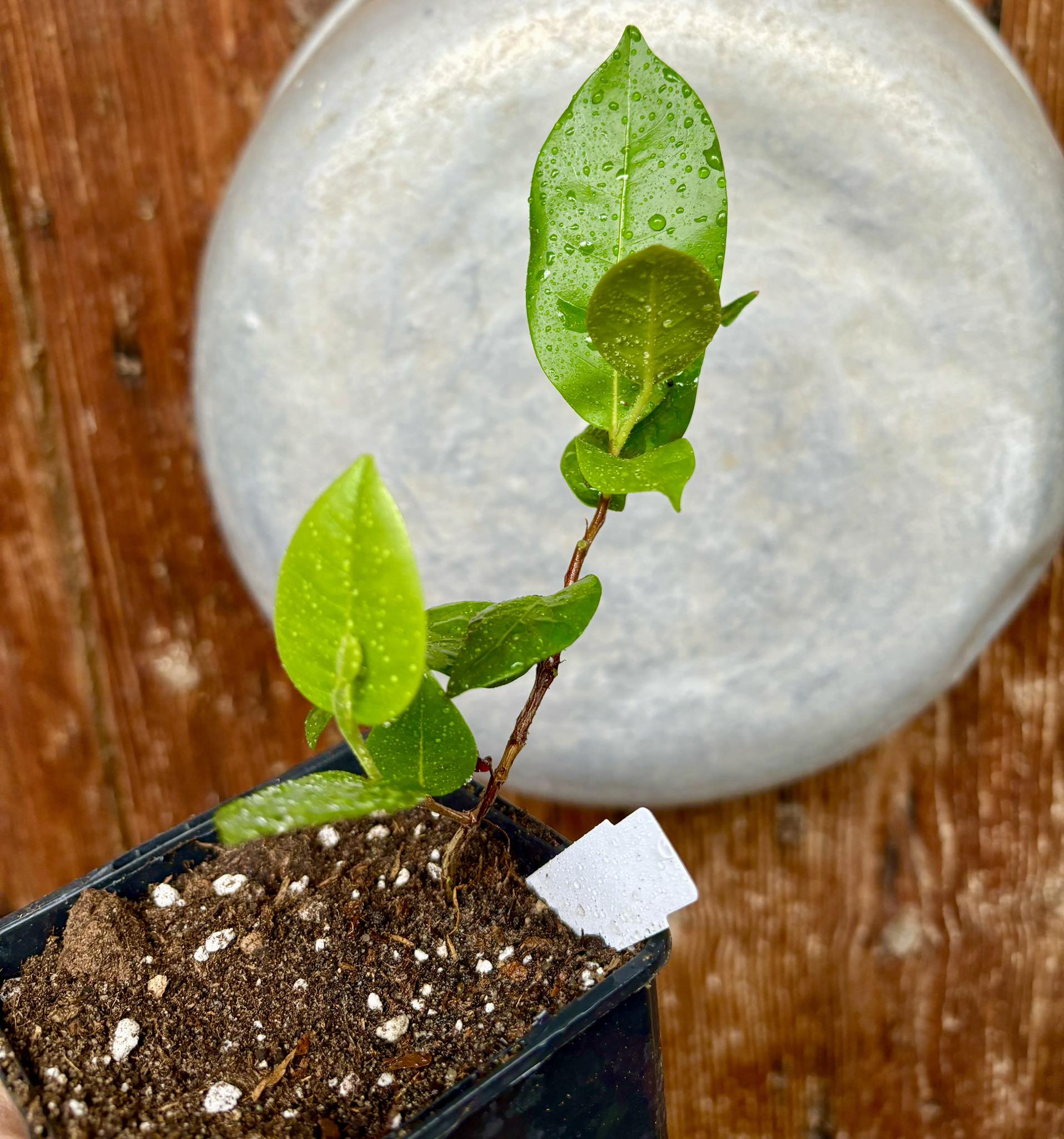 Chrysobalanus icaco - Cocoplum -  1 potted plant  / 1 getopfte Pflanze