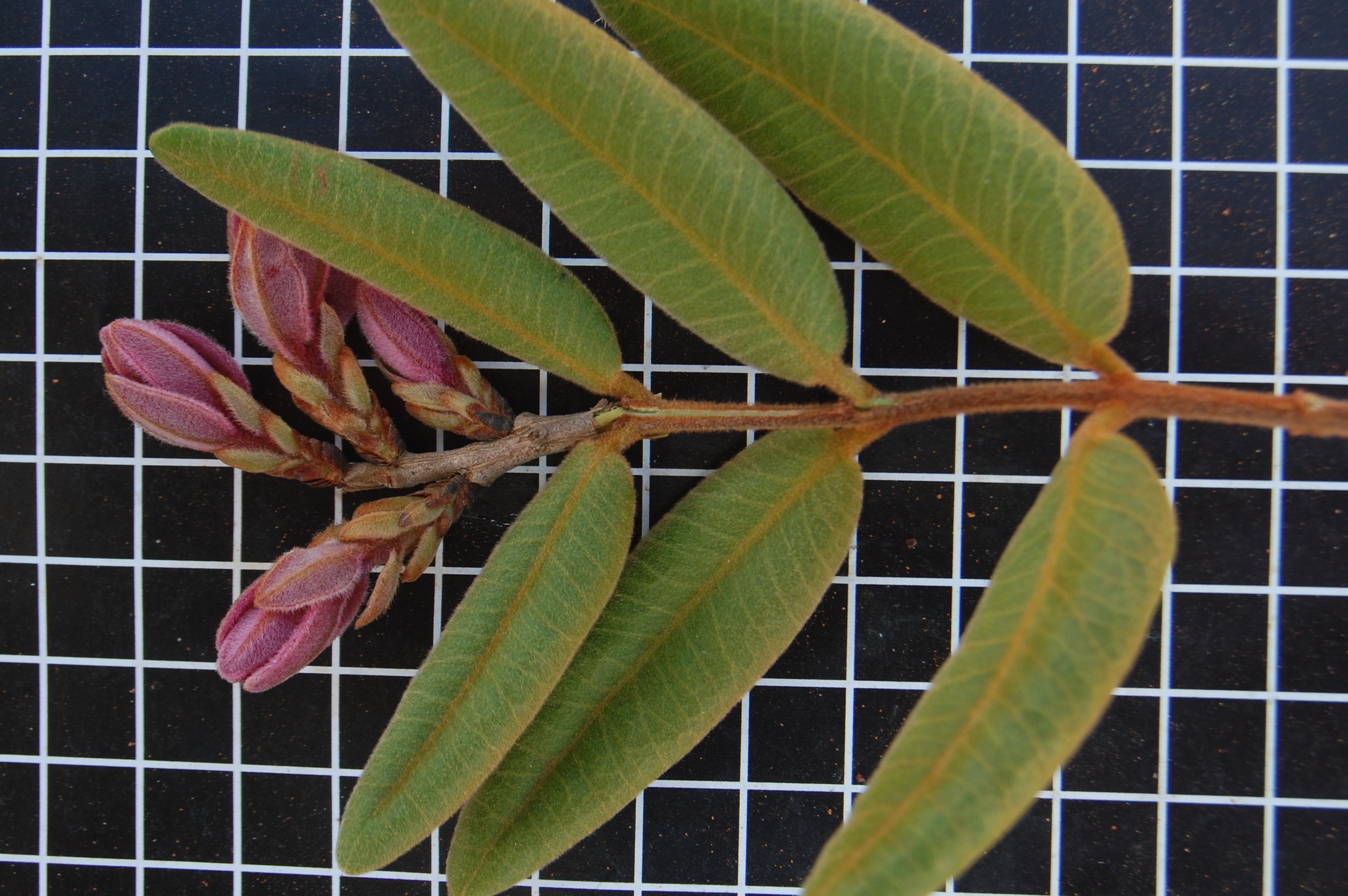 Myrciaria caerulescens (Roxa - Blue Guaquiea) -  1 fresh seed  / 1 frischer Samen