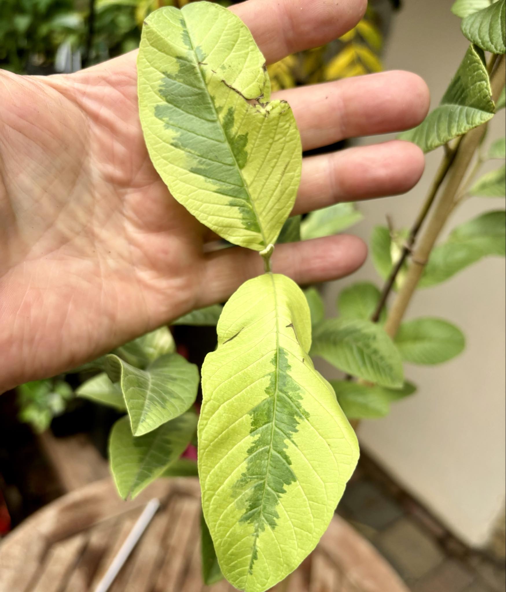 Guava (Psidium guajava)  VARIEGATED - 1 potted plant / 1 getopfte Pflanze