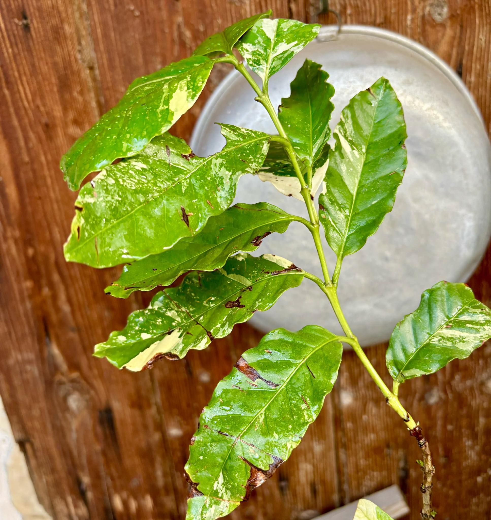 Coffee (Coffea arabica)  VARIEGATED - 1 potted plant / 1 getopfte Pflanze