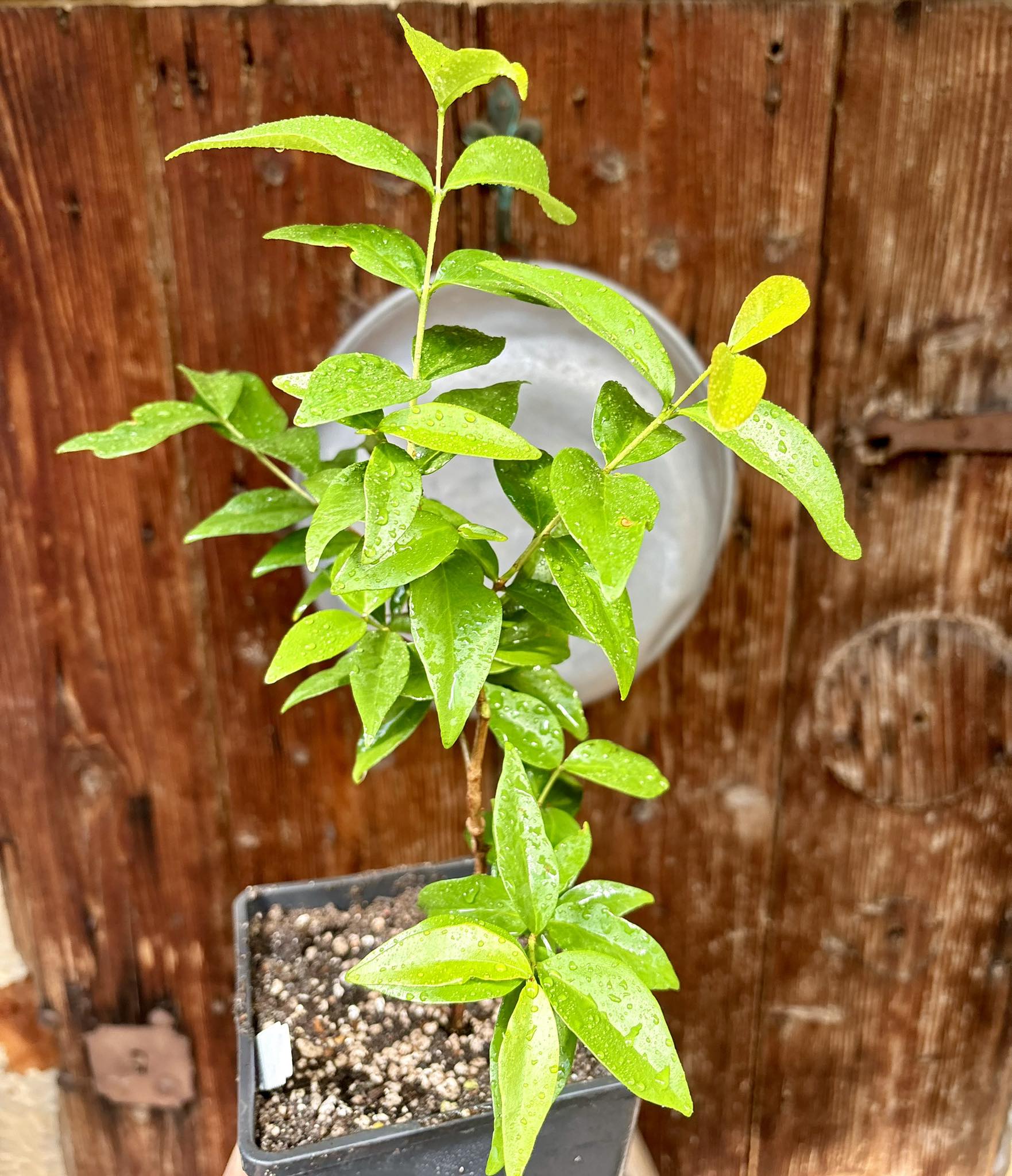 Eugenia sp Laranja Serralandia - 1 potted plant / 1 getopfte Pflanze