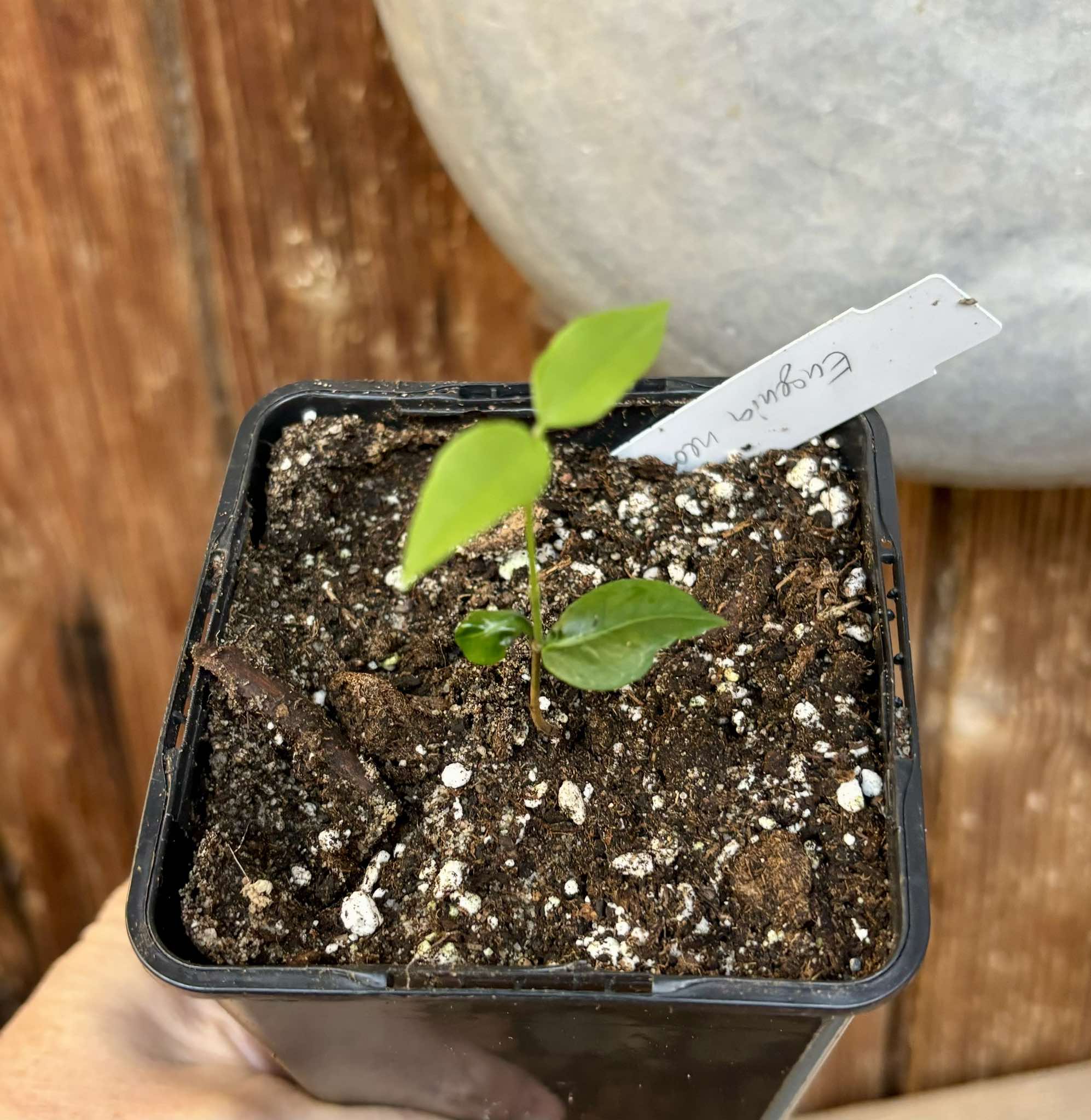 Eugenia neoverucosa - 1 small potted seedling / 1 kleiner, getopfter Sämling