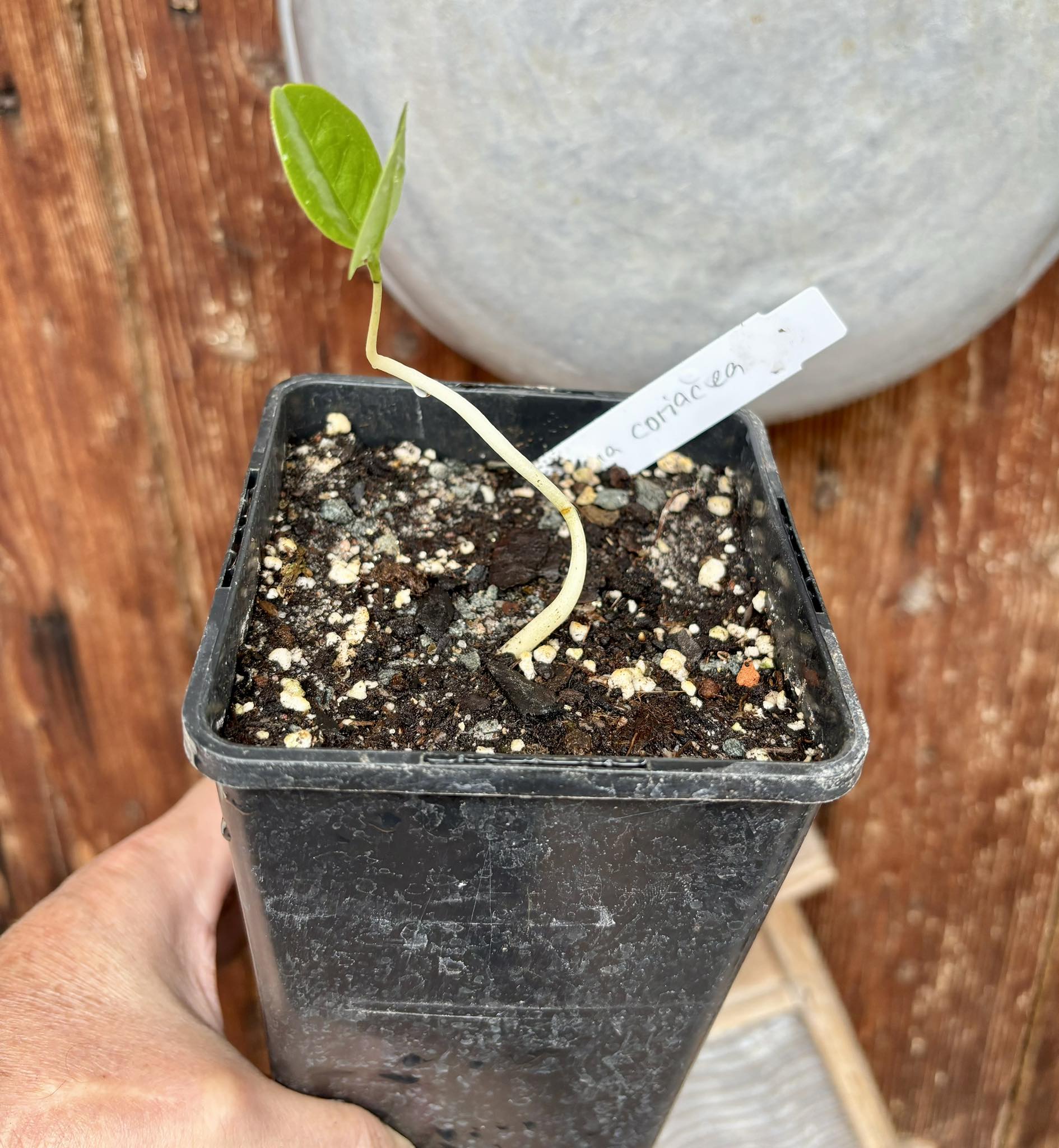 Annona coriacea - Araticum Liso - 1 potted plant / 1 getopfte Pflanze