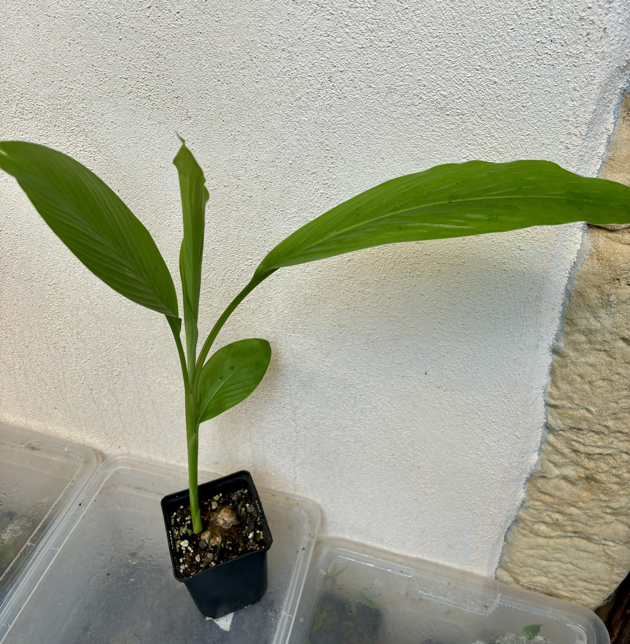 white Kasturi Turmeric / weißer Kurkuma (Curcuma longa) bigger plant - 1 potted plant, 1 getopfte Pflanze