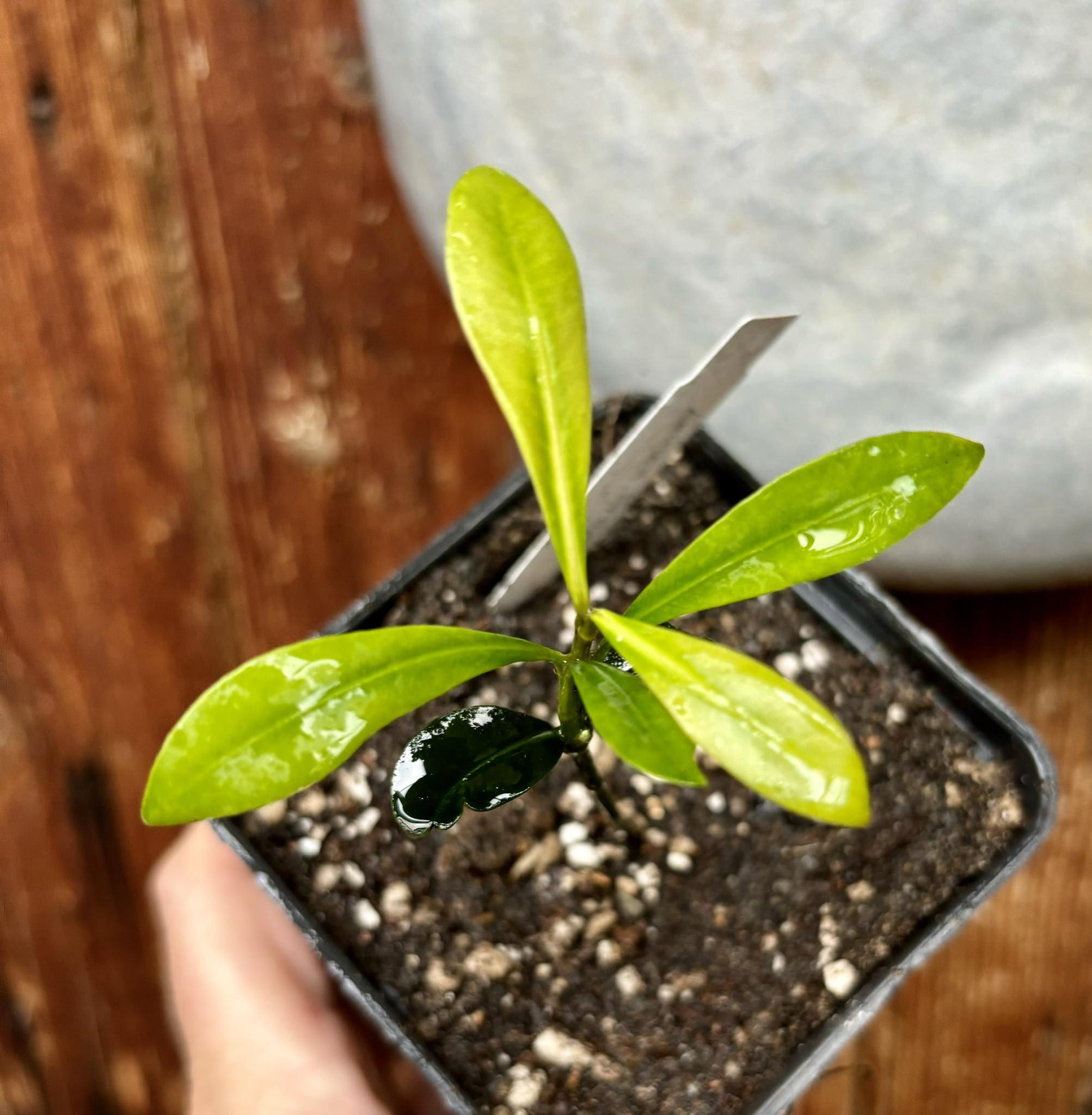 Lemon Drop Mangosteen (Garcinia intermedia) - 1 potted plant / 1 getopfte Pflanze