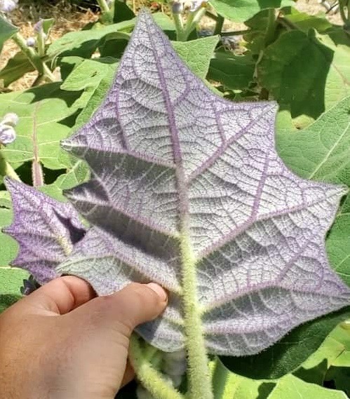 Solanum vestissimum - 1 potted plant / 1 getopfte Pflanze 