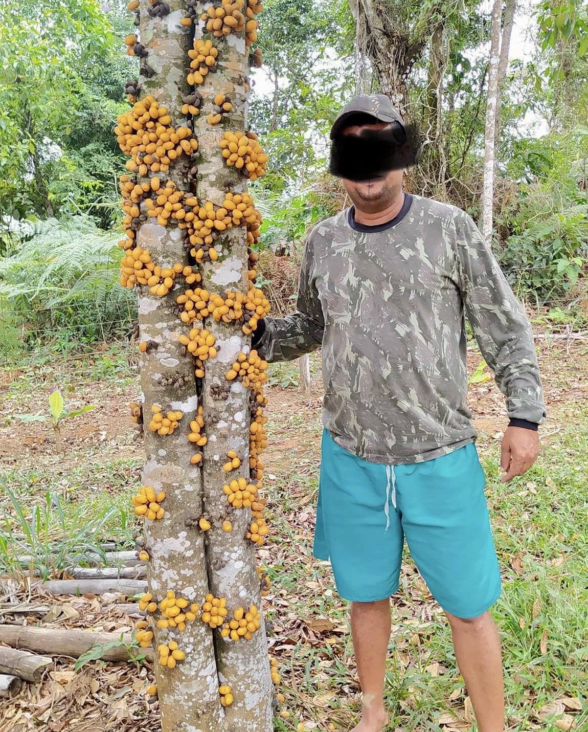 Marmixa (Pradosia lactescens) 1 potted plant / 1 getopfte Pflanze