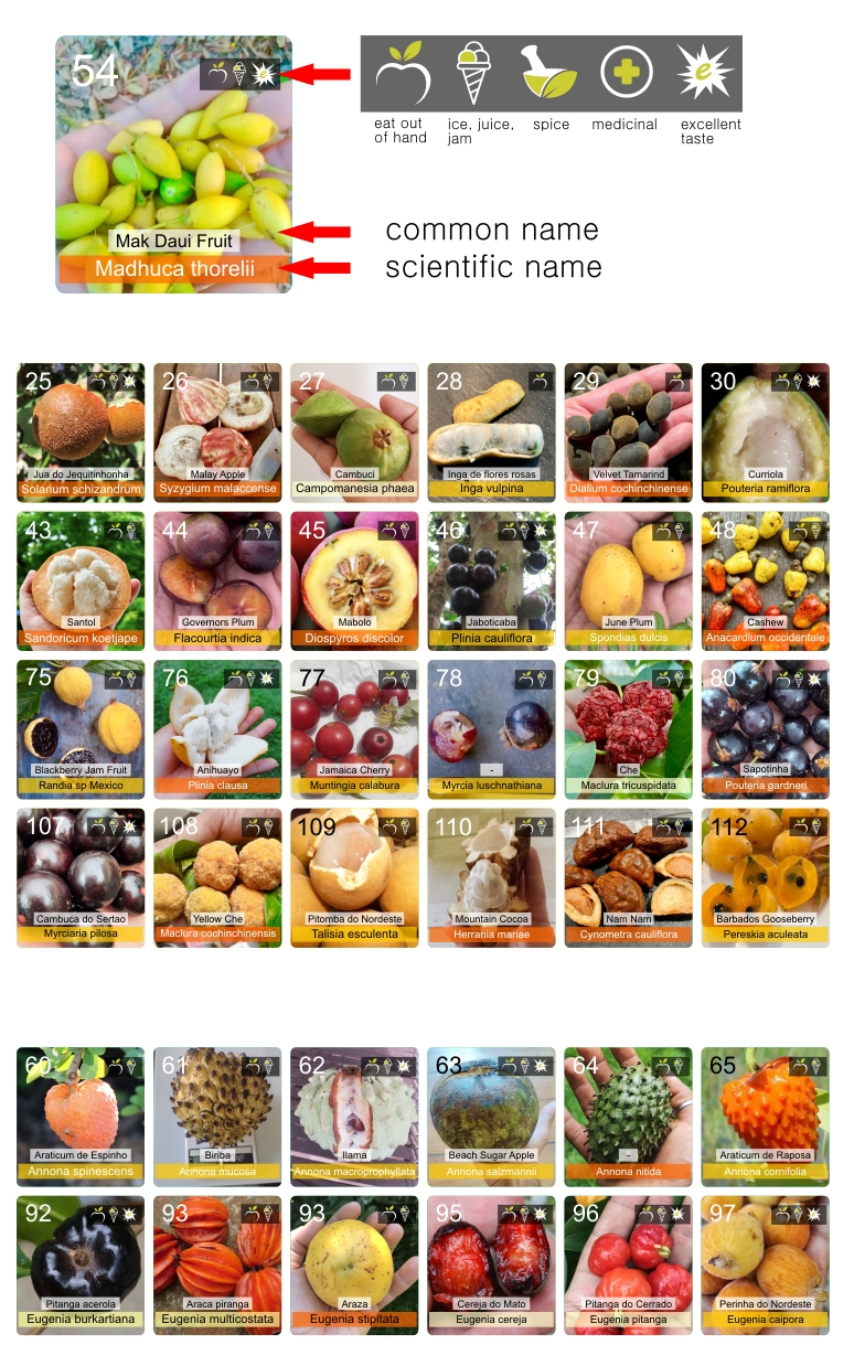 Poster "Periodic table of rare exotic fruits" Part 1 - 1 pcs / 1 Stck 