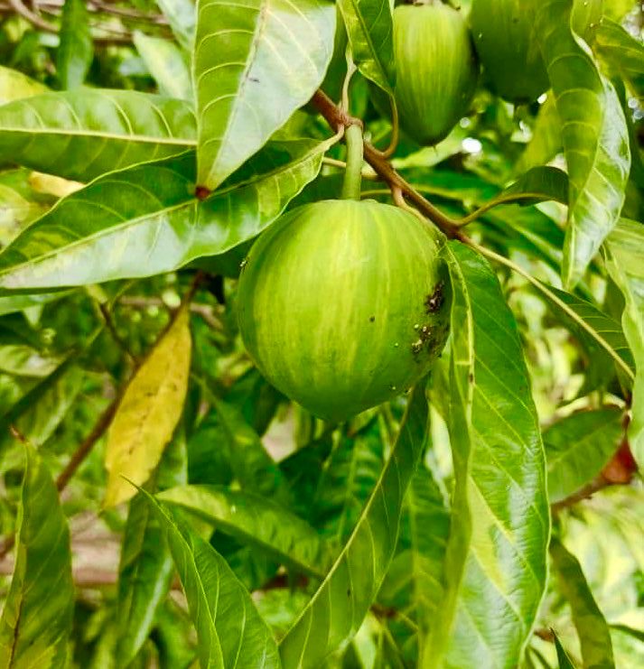 Canistel (Pouteria campechiana) VARIEGATED - 1 potted plant / 1 getopfte Pflanze