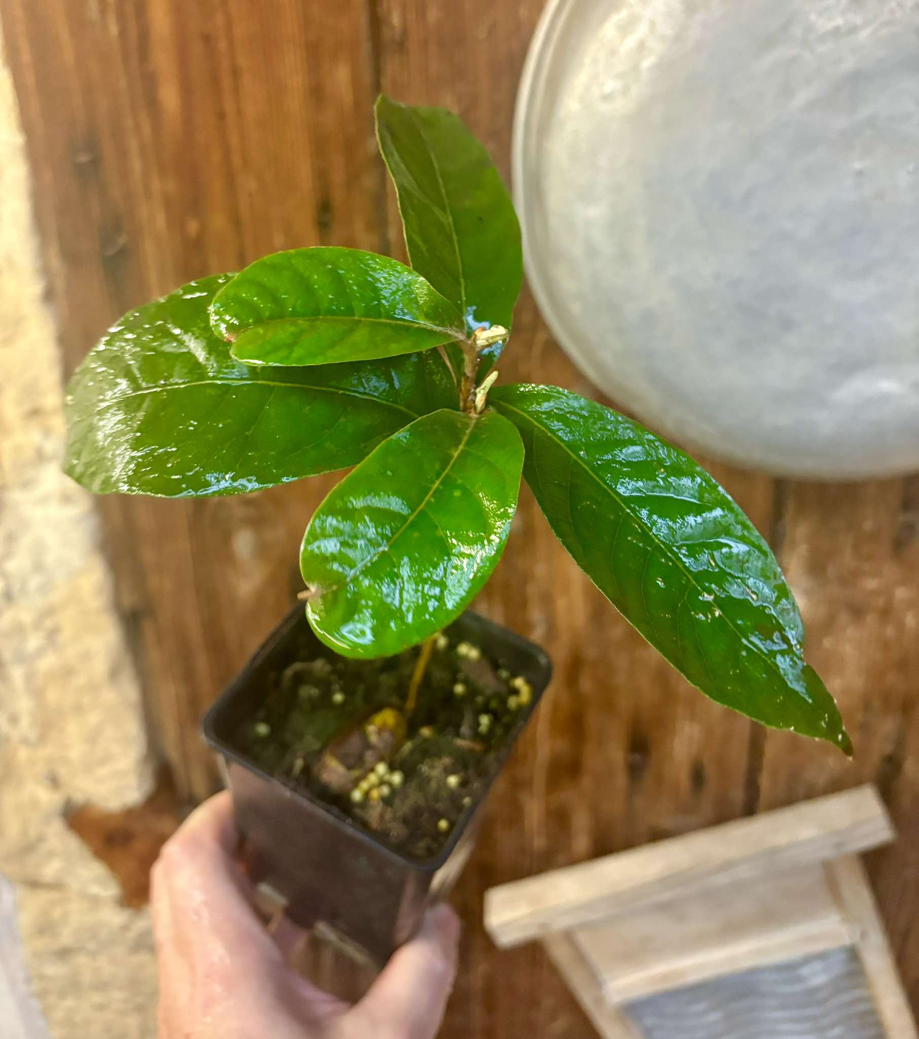 Couepia polyandra - Olosapo Nr. 4 - 1 potted seedling / 1 getopfter Sämling