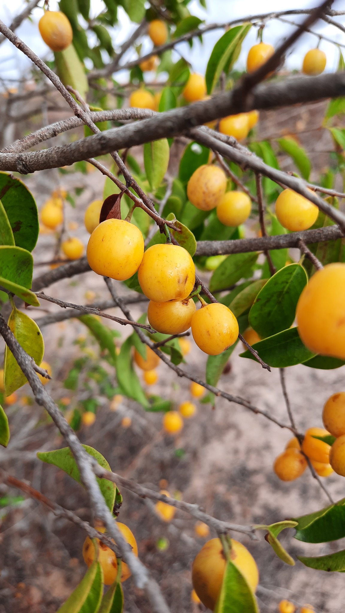 Chrysophyllum arenarium - Ameixa do Nordeste - 1 potted plant / 1 getopfte Pflanze