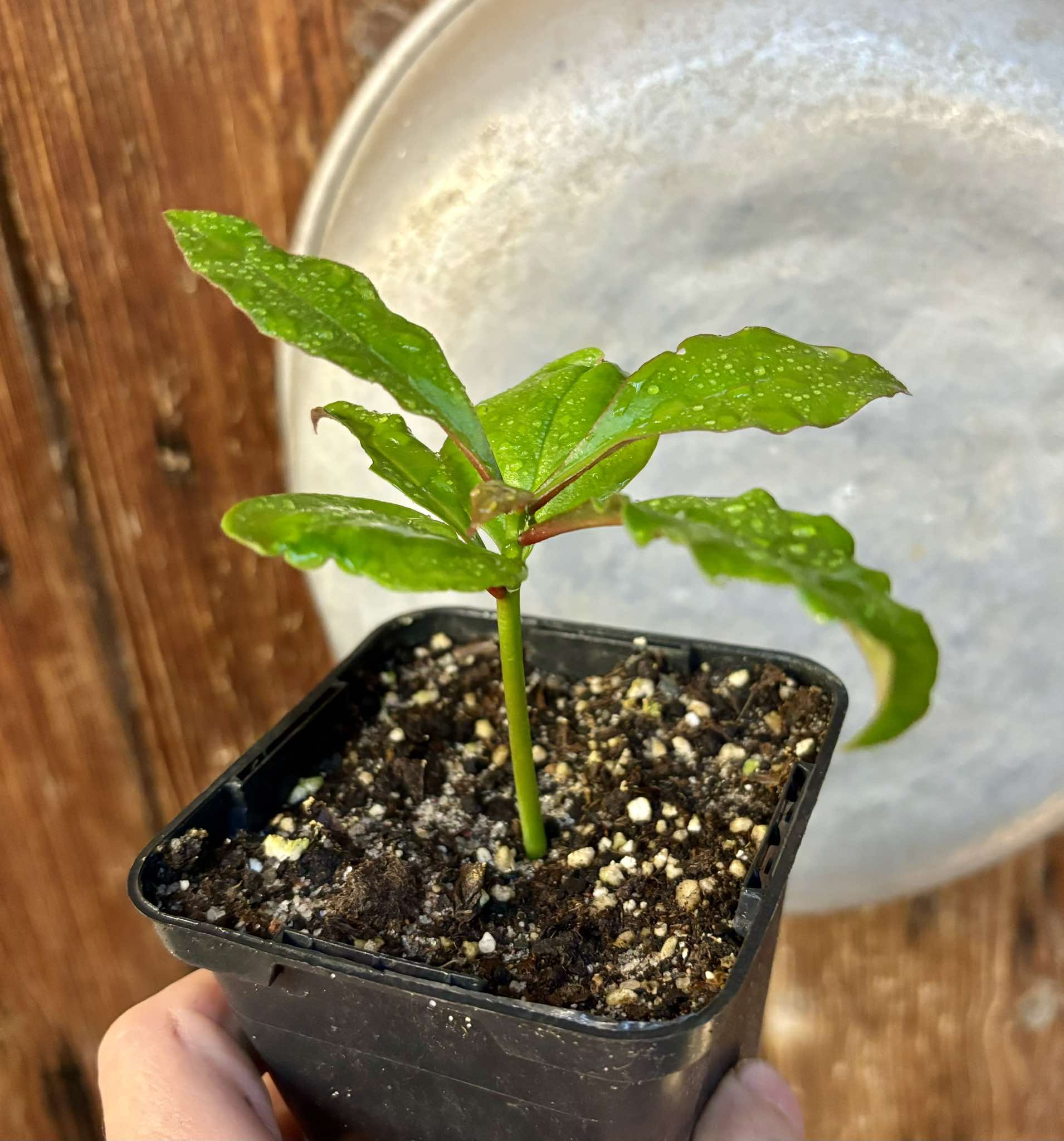 Pereskia bleo - Leuenbergeria bleo - 1 small potted seedling / 1 kleiner, getopfter Sämling