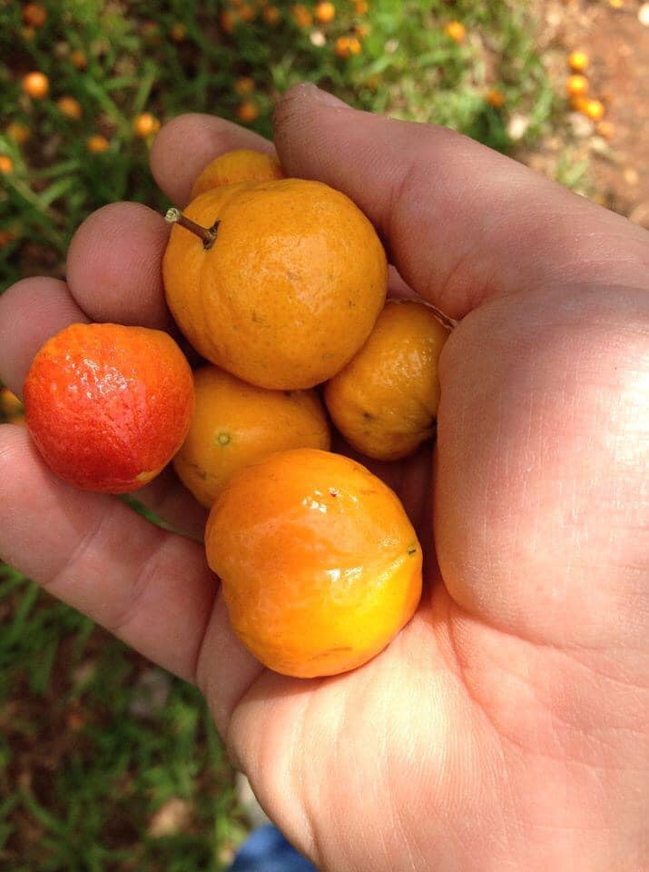 Eugenia sp Unicamp -  1 fresh seed / 1 frischer Samen