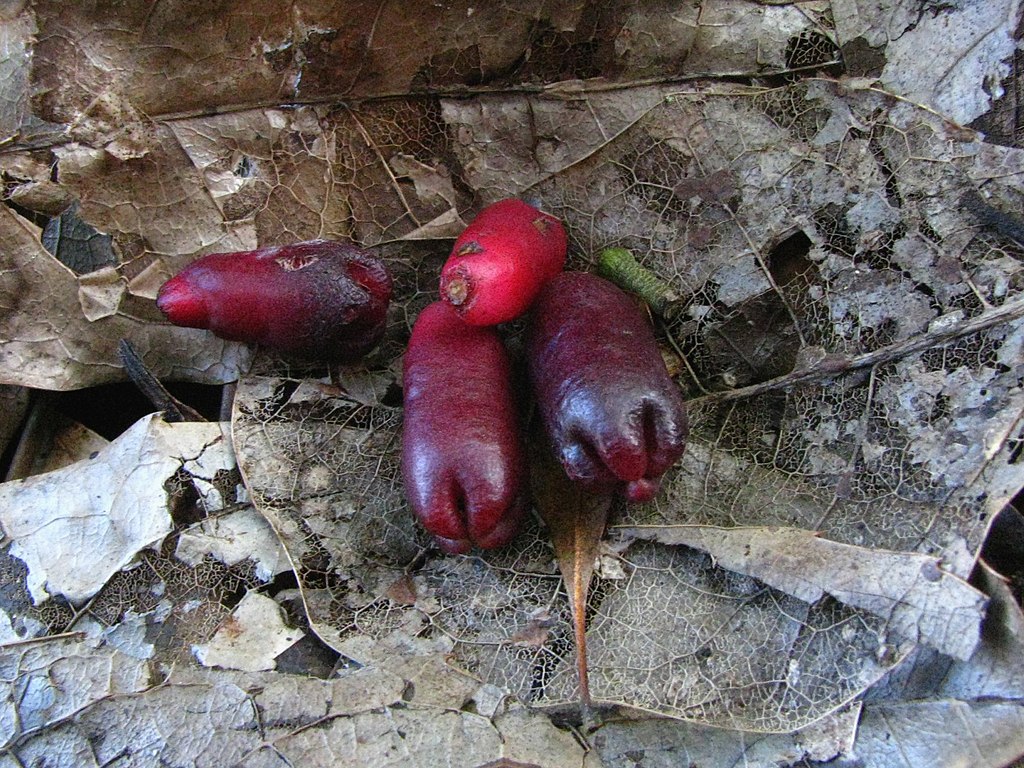 Syzygium aromaticum - Clove - Gewürznelke - 1 germinated seed / 1 gekeimter Samen