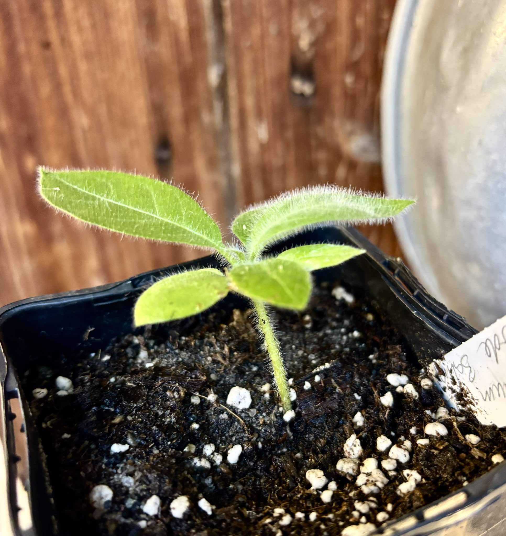 Solanum sp Verde Bahia - 1 small potted plant / 1 kleine, getopfte Pflanze