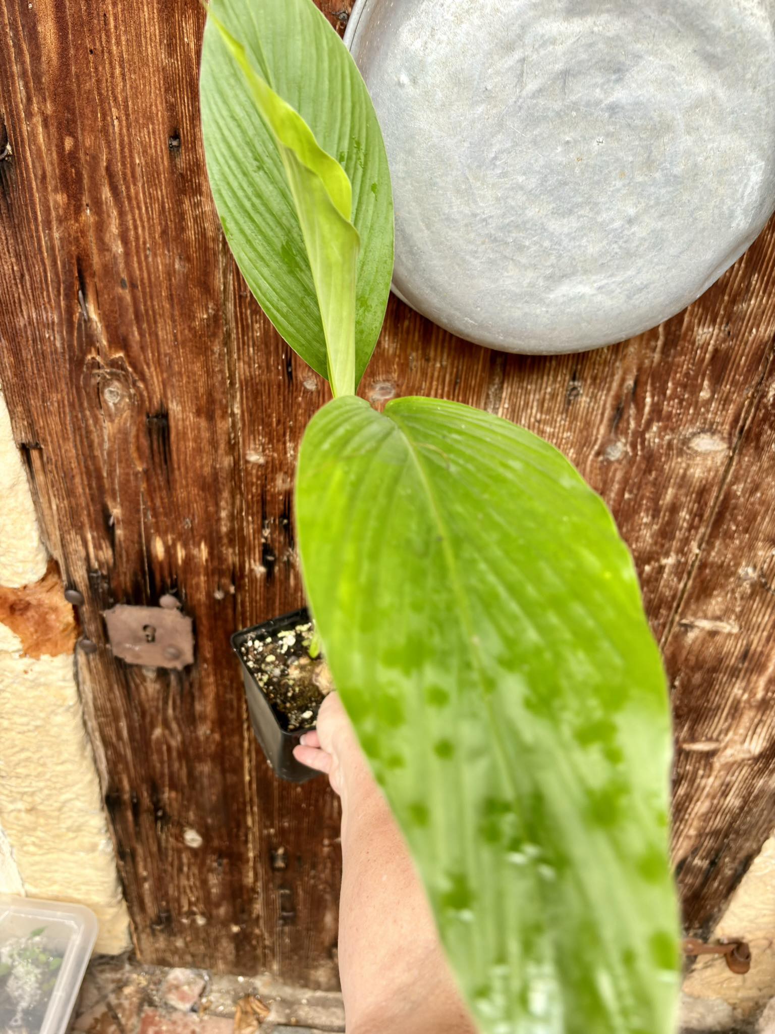 white Kasturi Turmeric / weißer Kurkuma (Curcuma longa) bigger plant - 1 potted plant, 1 getopfte Pflanze