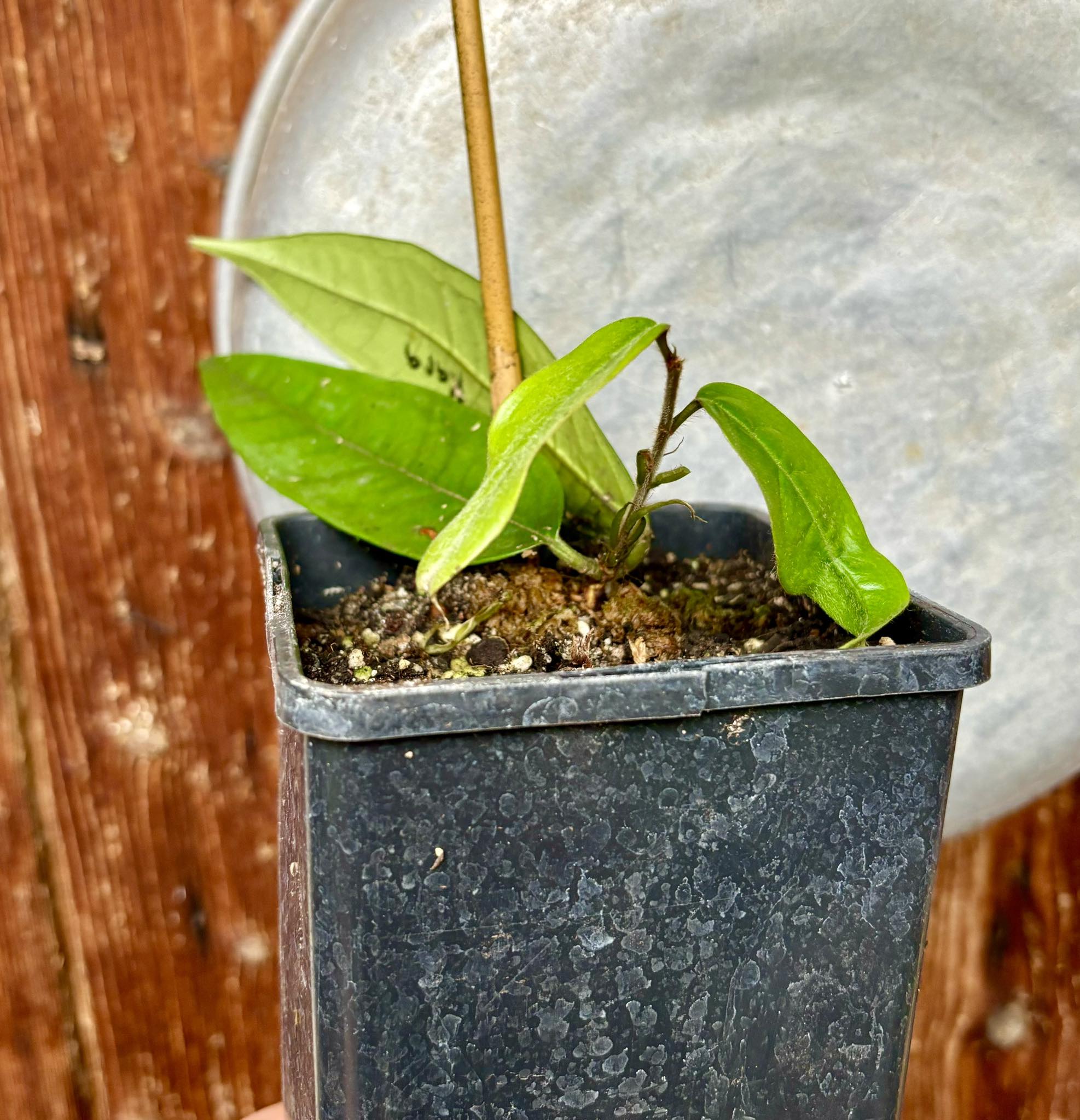 Plinia rara var. Urucuca (white) -  1 potted plant / 1 getopfte Pflanze