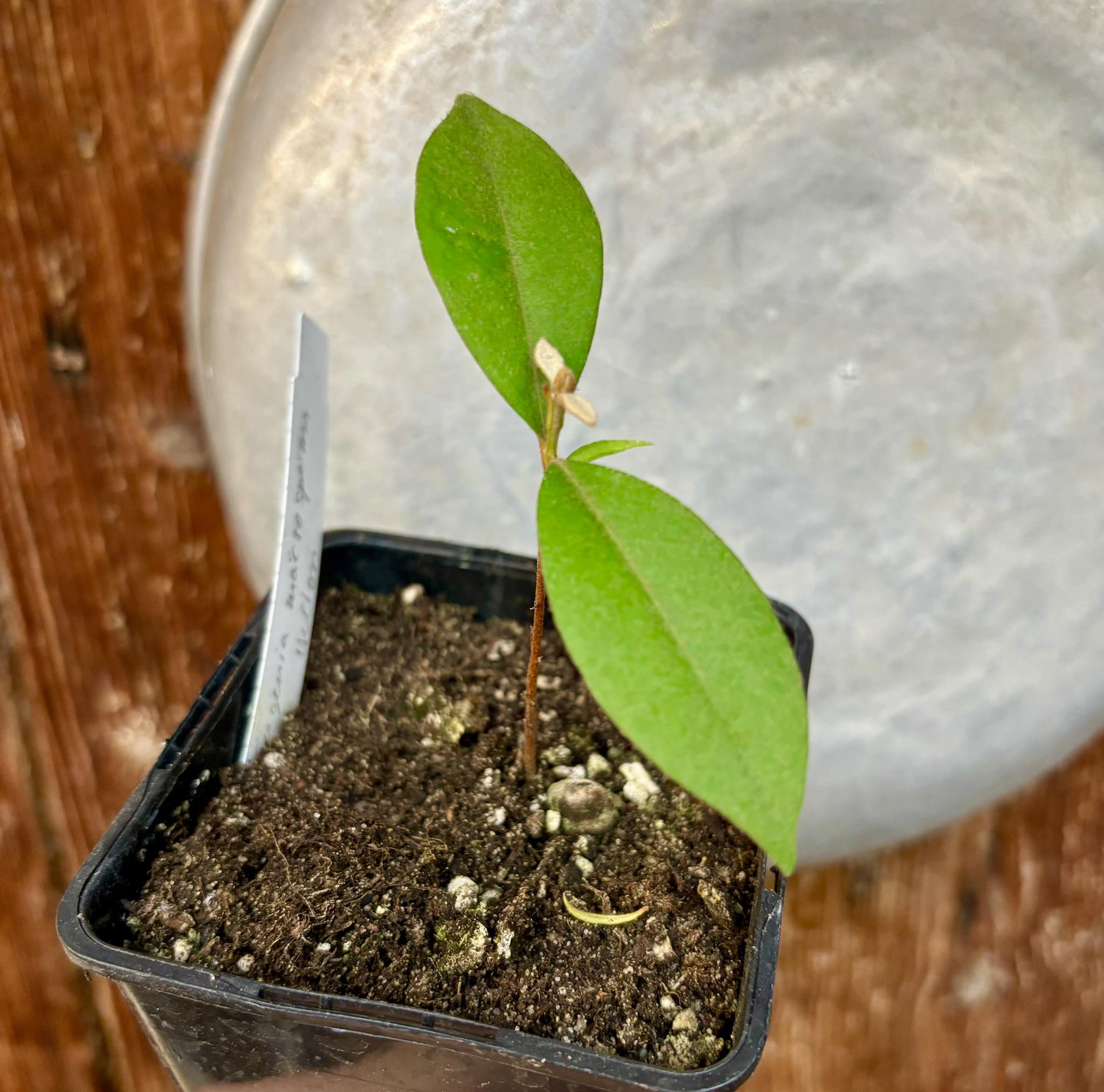 Eugenia macrosperma - Cambucá-Preto - 1 potted plant / 1 getopfte Pflanze