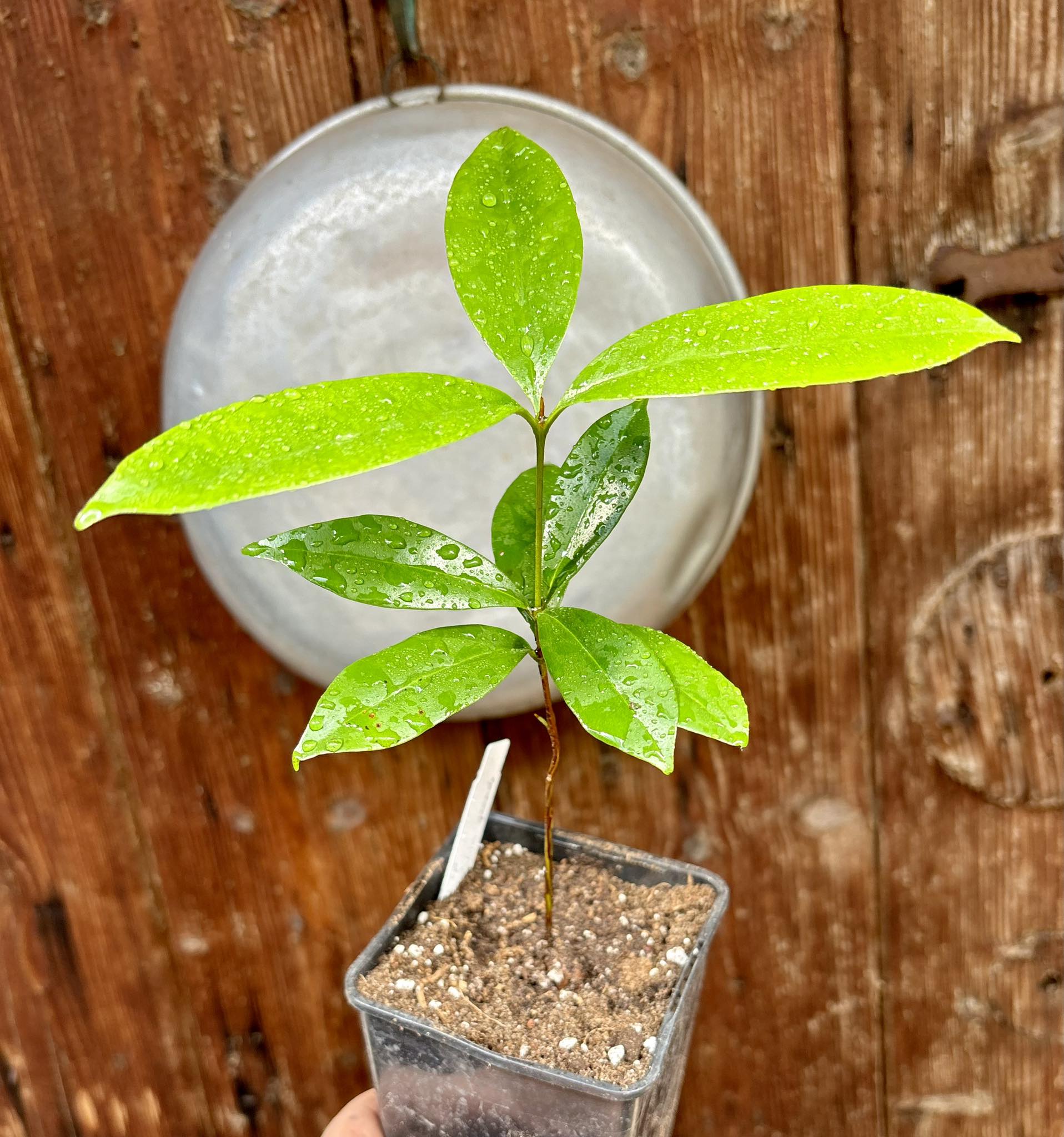 Eugenia sp Cereja Grande da Bahia - 1 potted plant / 1 getopfte Pflanze