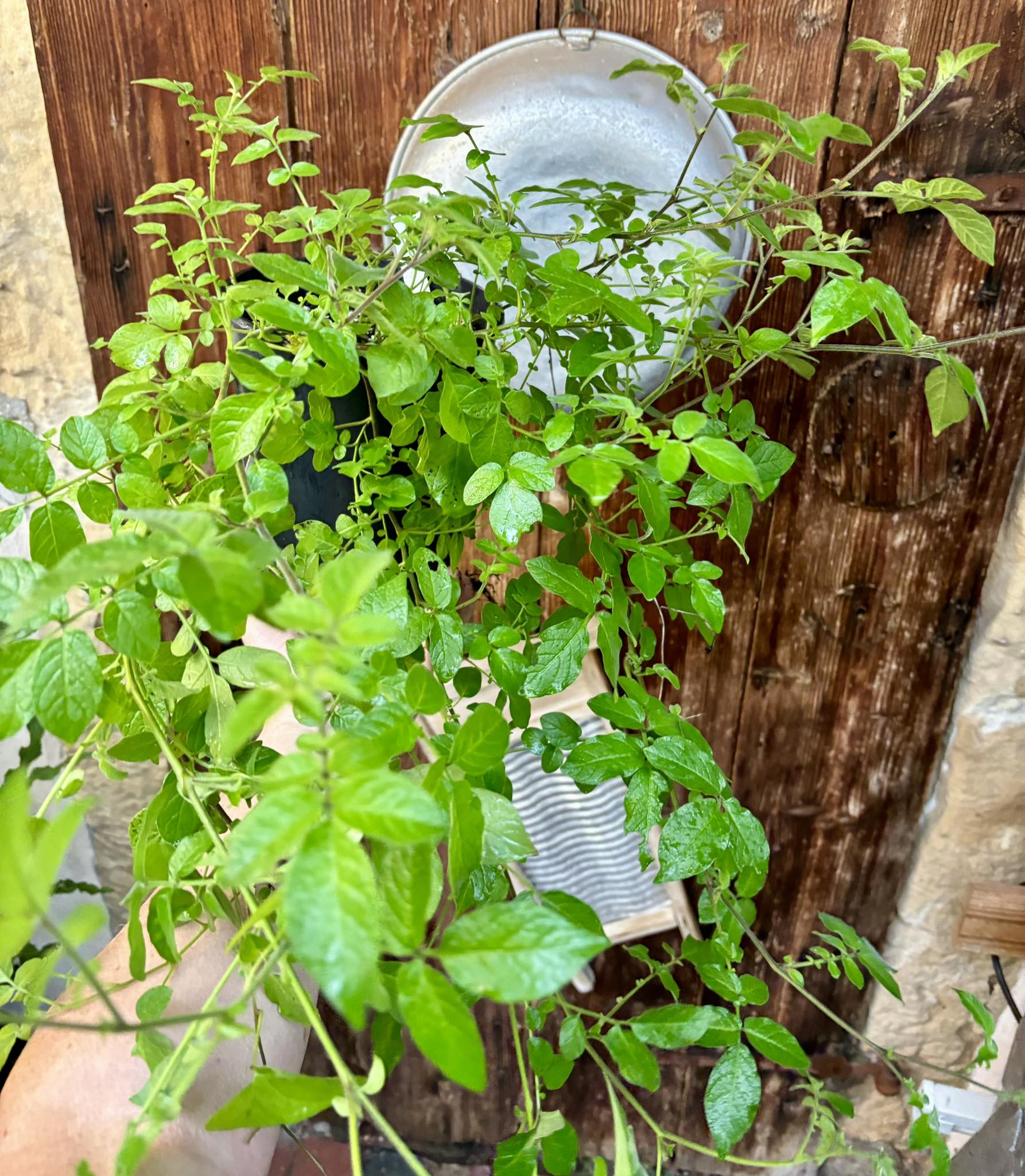 Tzimbalo Wild (Solanum sp) - 1 potted plant / 1 getopfte Pflanze